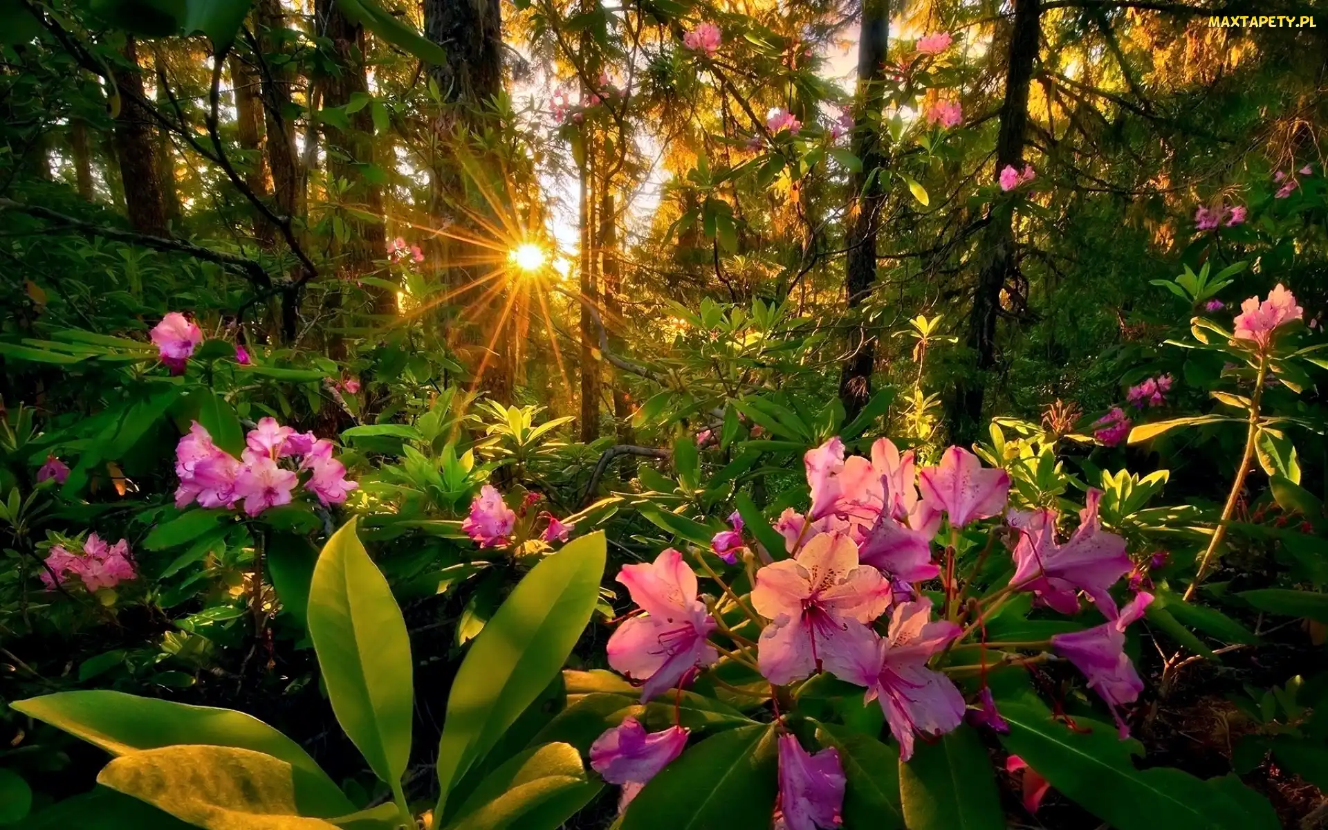 Promienie Słońca, Zachód, Rododendrony, Las