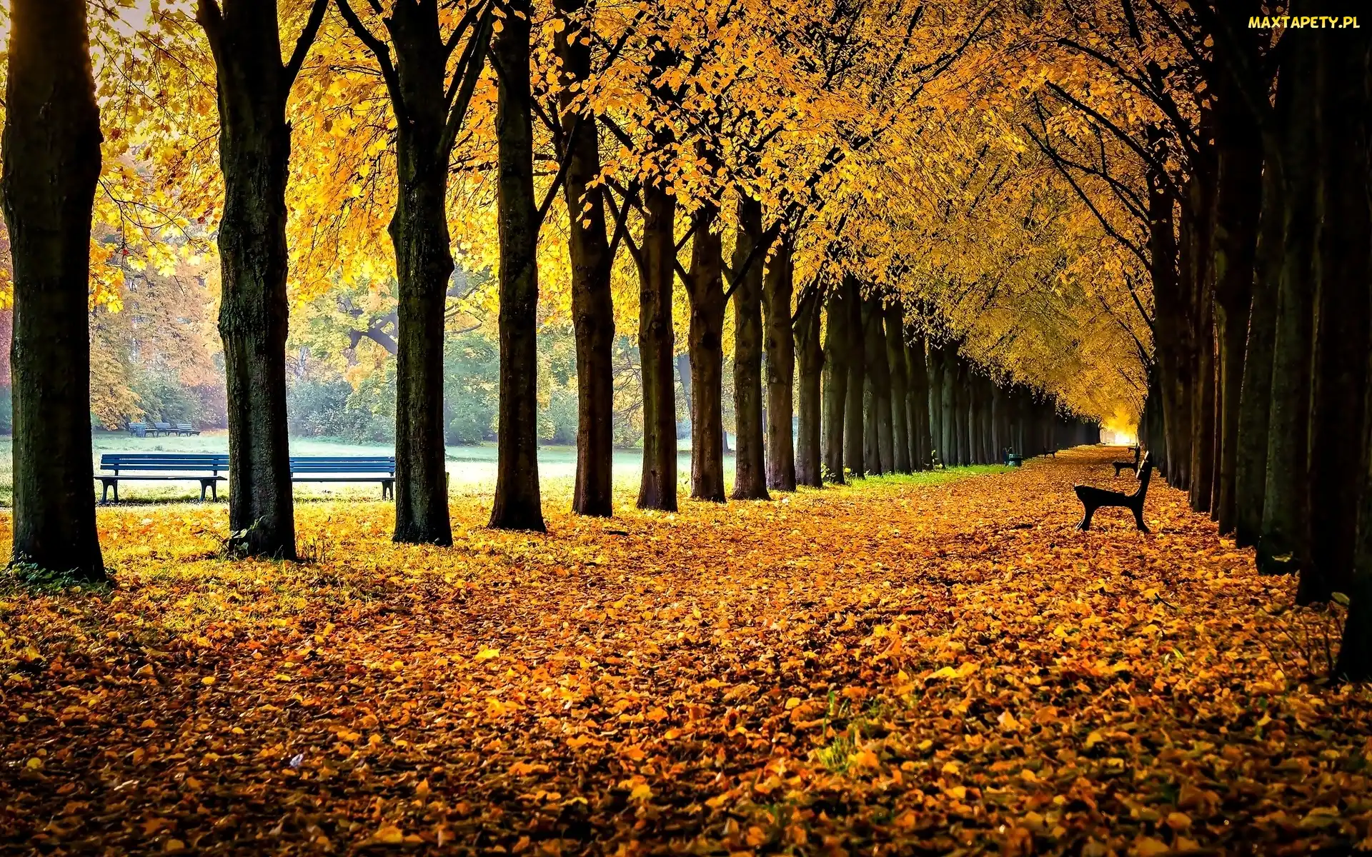 Drzewa, Liście, Park, Jesień, Aleja, Ławki