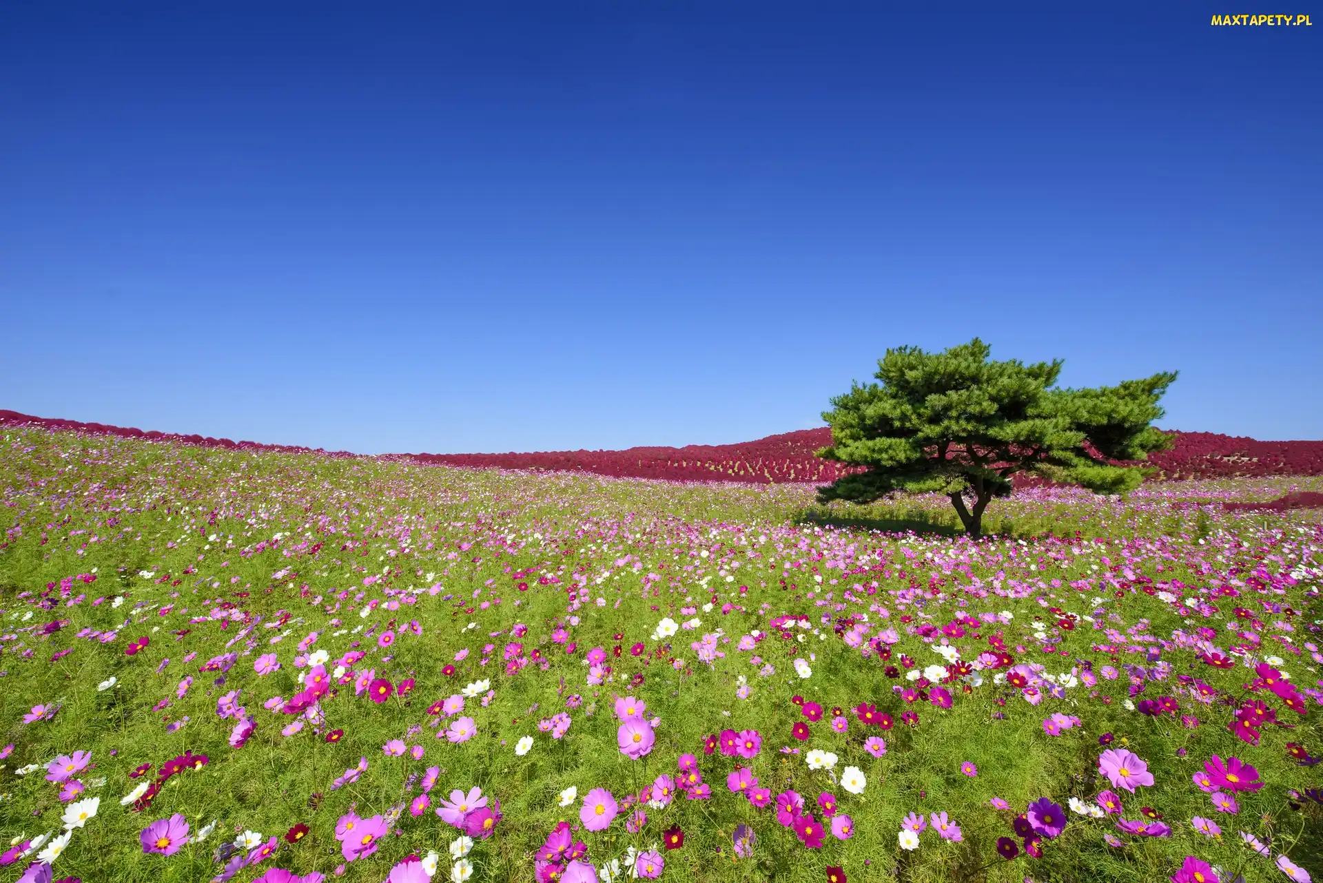 Park Hitachinaka, Łąka, Japonia