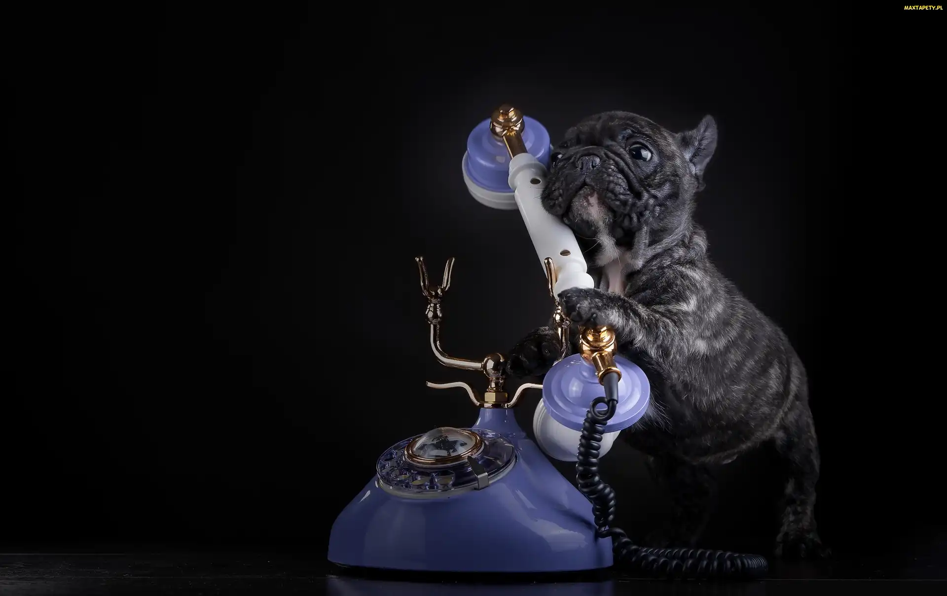 Telefon, Pies