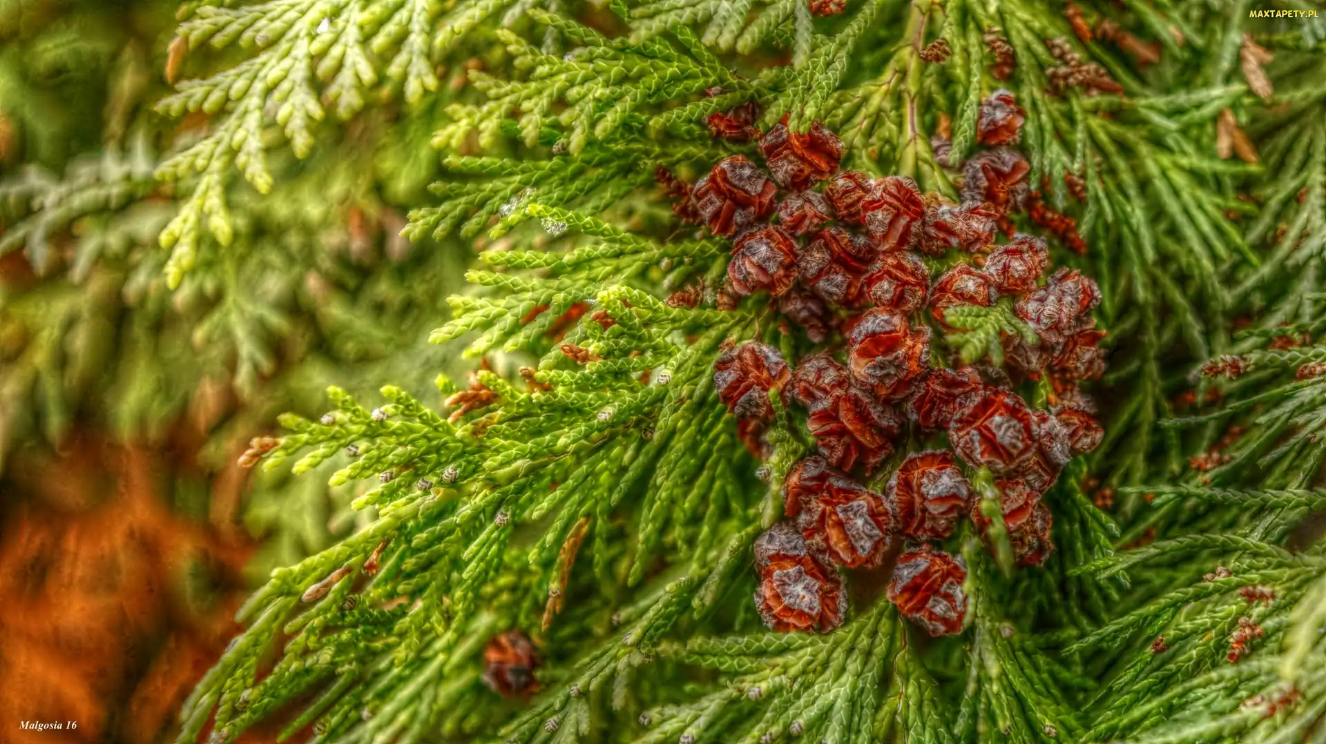 Tuja, HDR, Szyszki, Małe, Iglak
