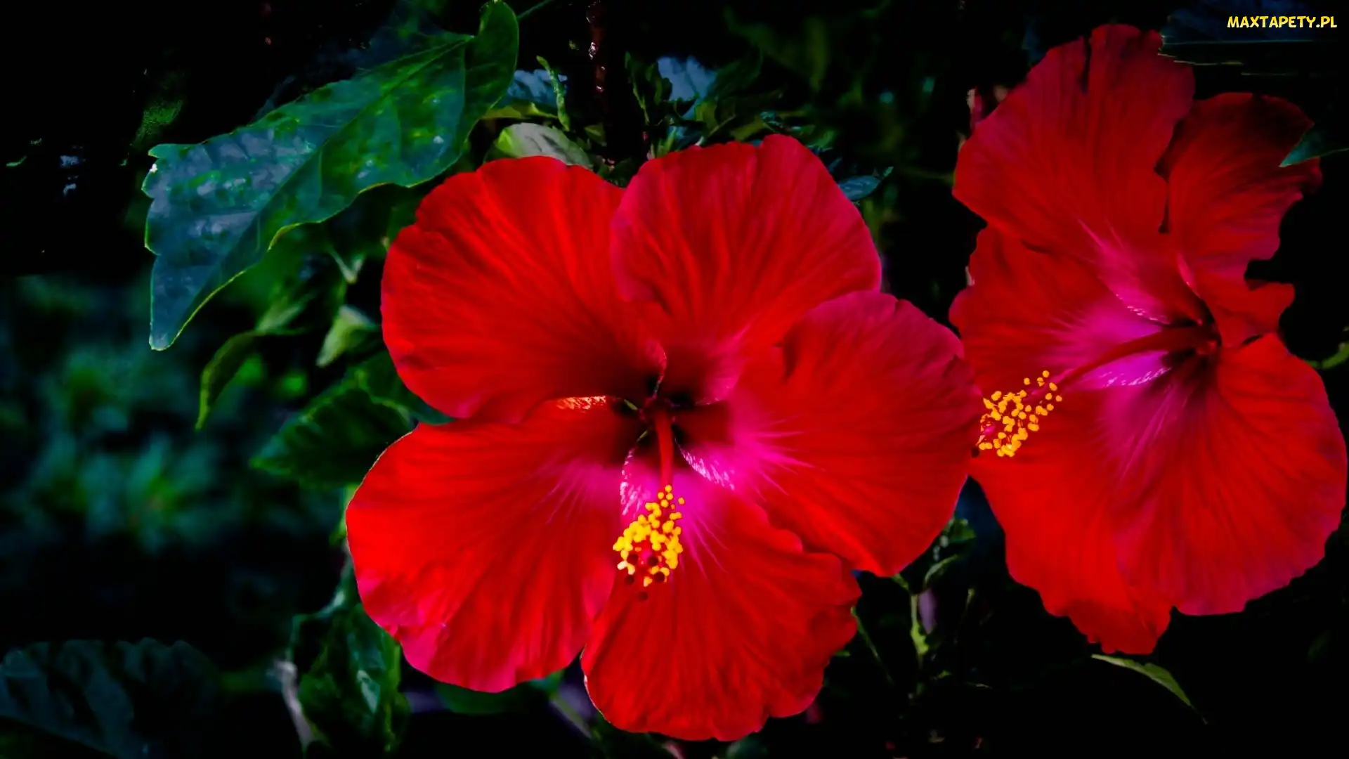 Liście, Hibiskus, Czerwone, Kwiaty