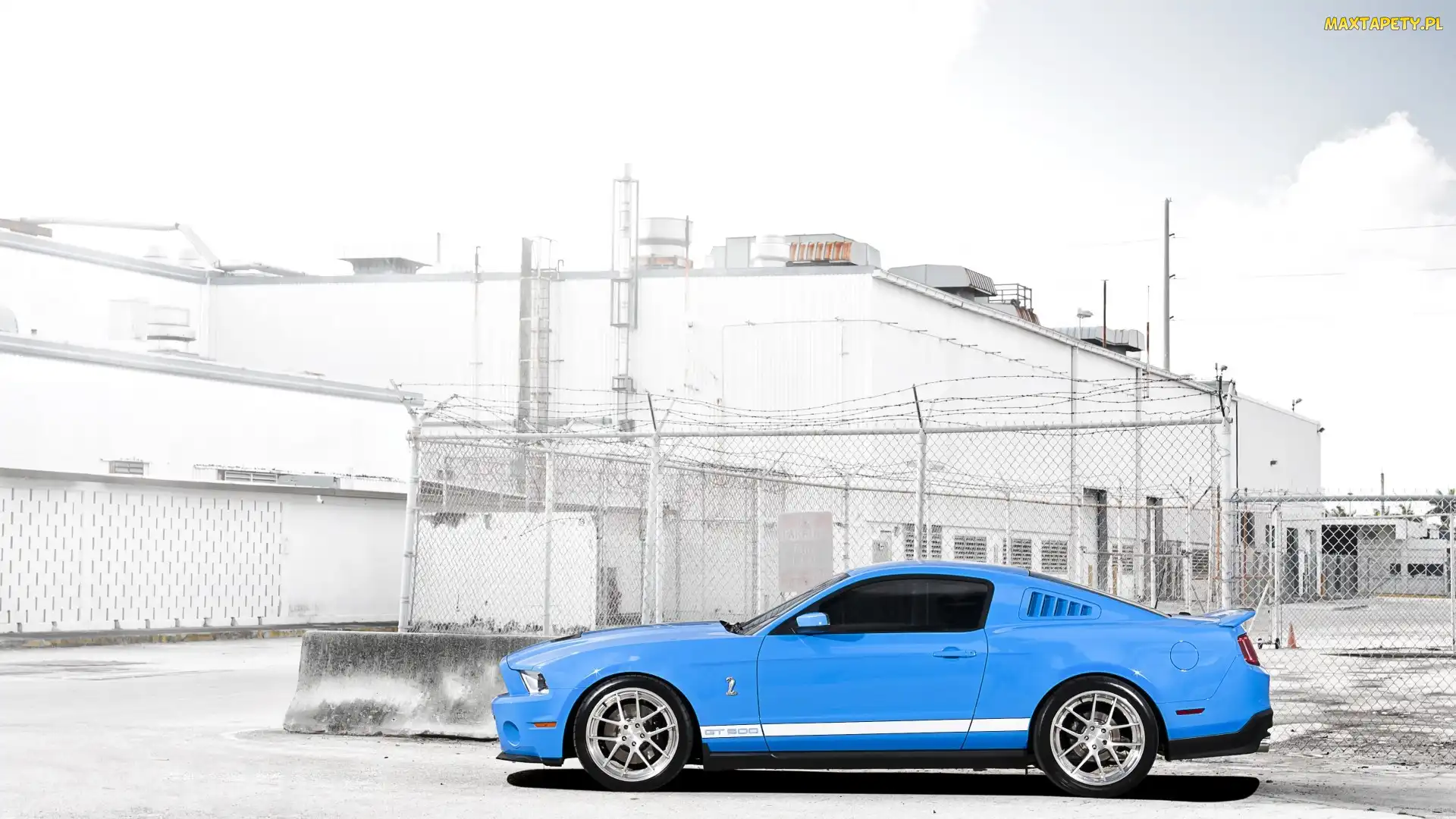 GT 500, Shelby, Błękitny, Mustang