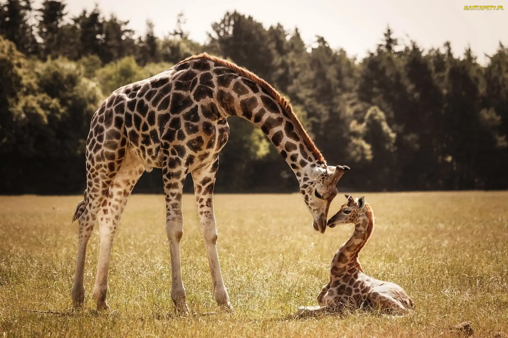 Mama, Żyrafa, Las, Małą, Żyrafą, Polana, Z