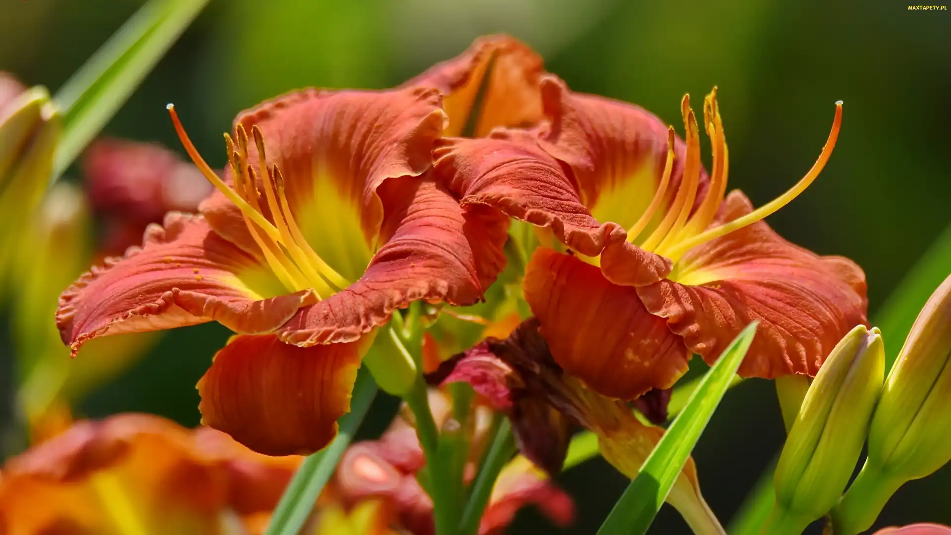 Kwiaty, Liliowce