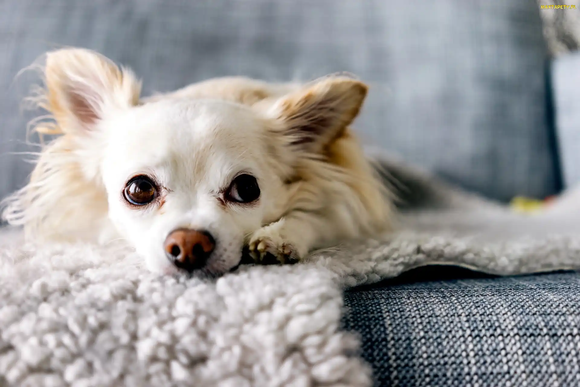 Kanapa, Chihuahua, Mały, Piesek