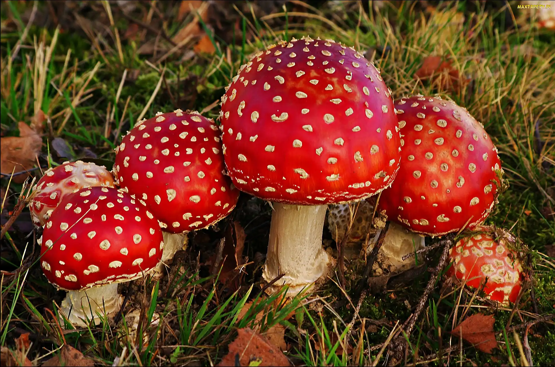 Ściółka, Leśna, Muchomorki