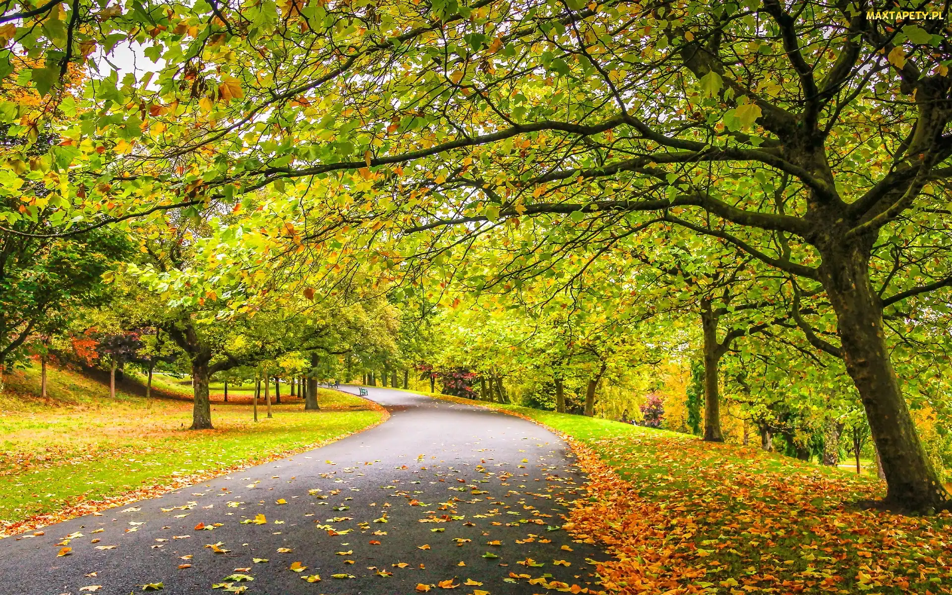 Park, Alejka, Jesień