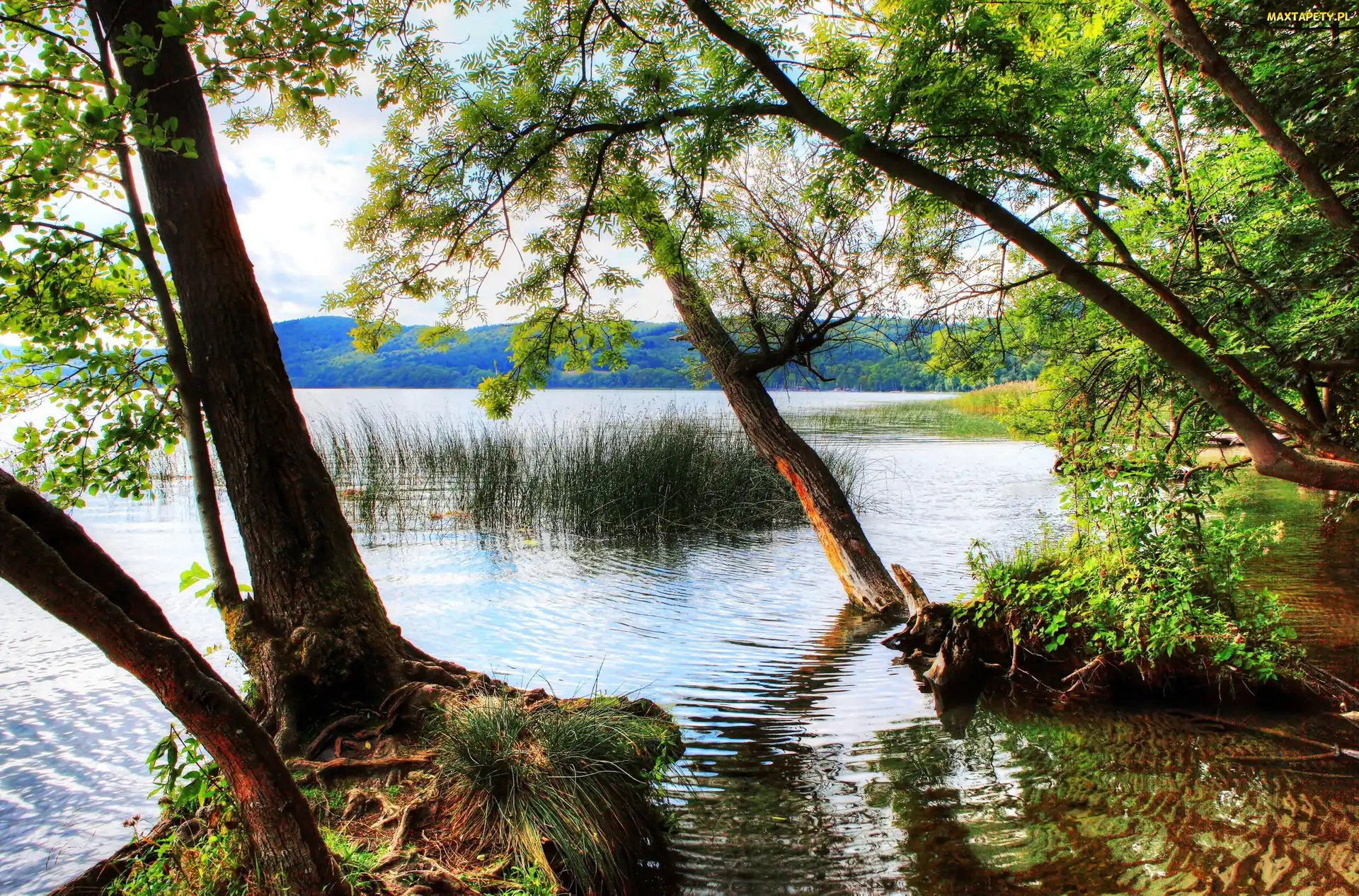 Wzgórza, Jezioro, Las