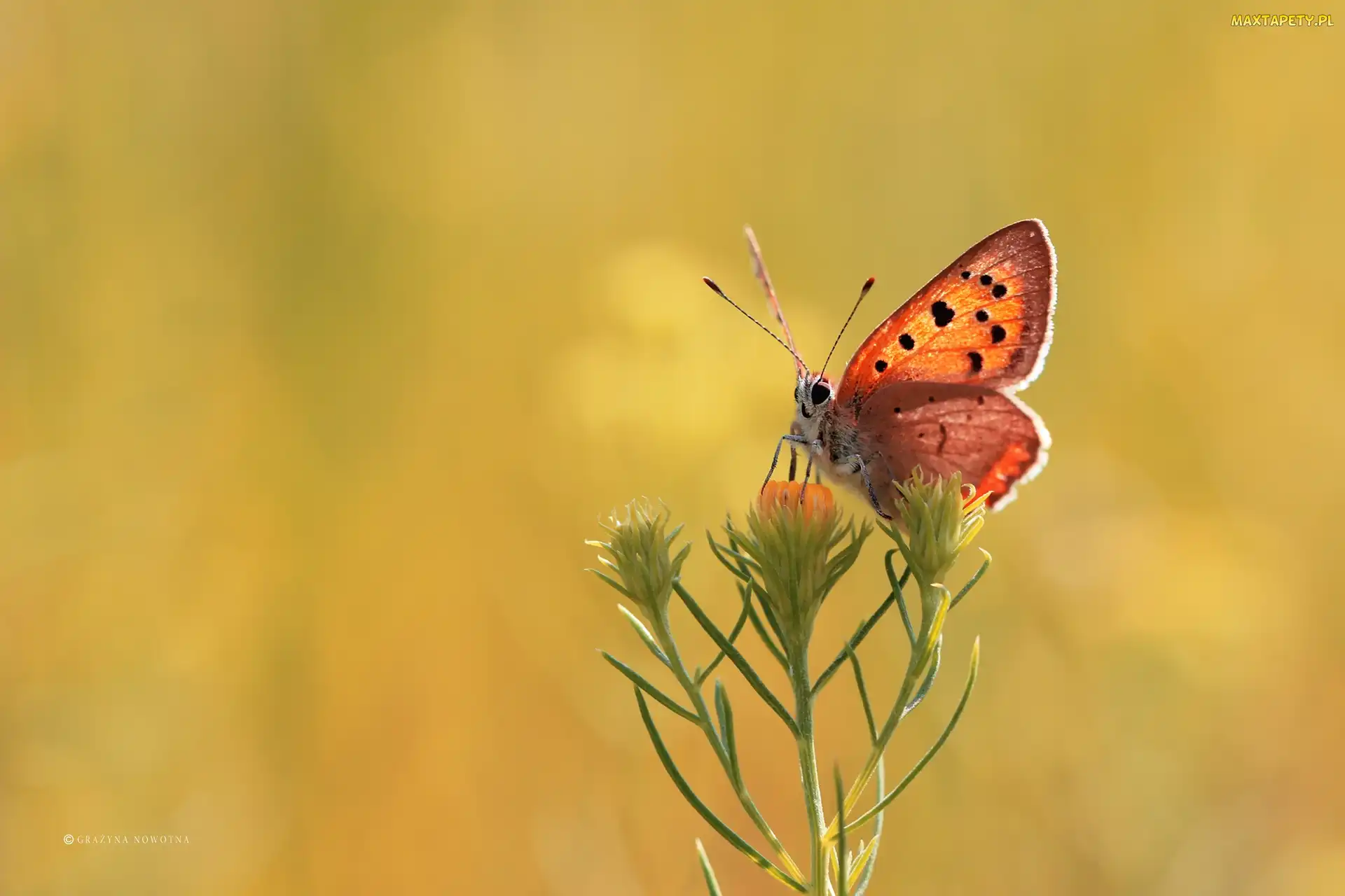 Motyl, Kwiat, Czerwończyk