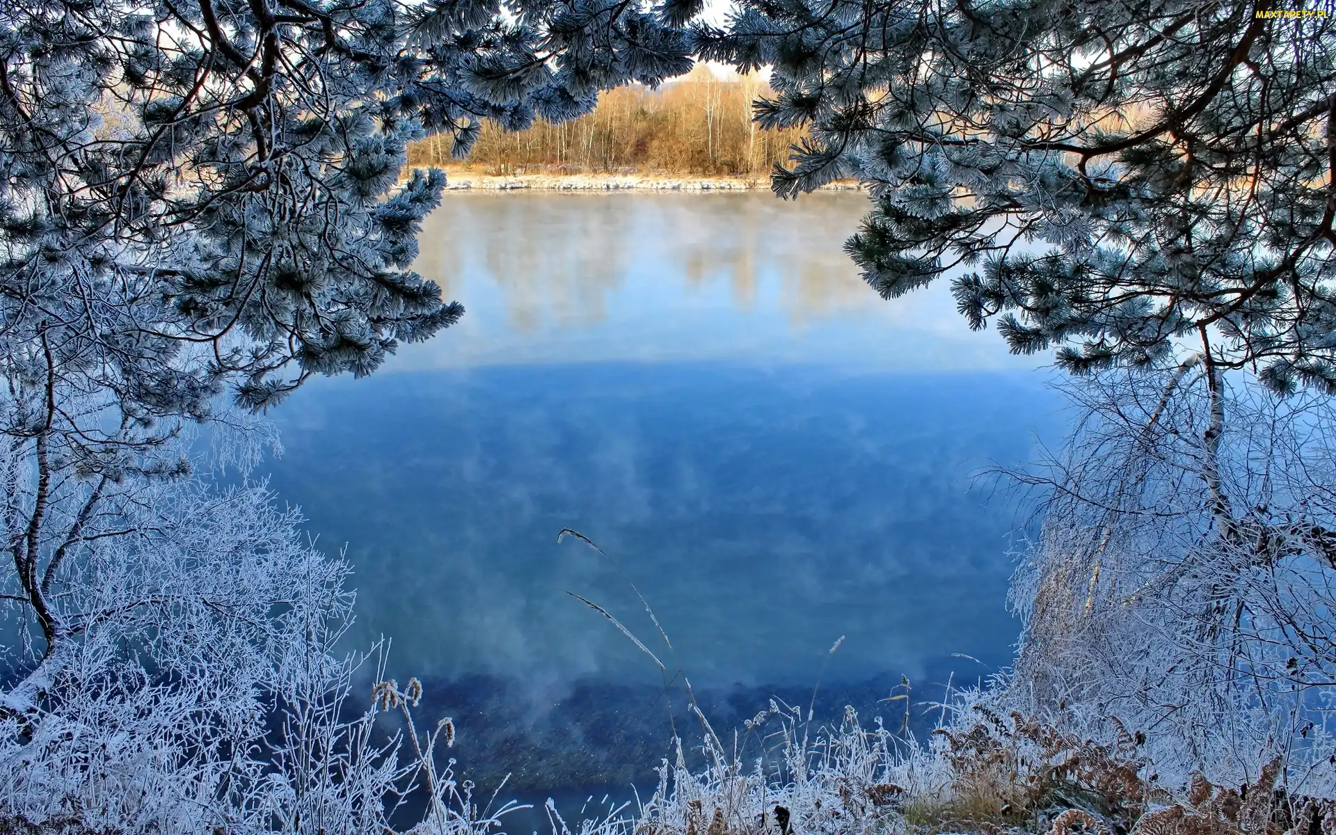 Zmrożone, Zima, Krzewy, Drzewa, Jezioro