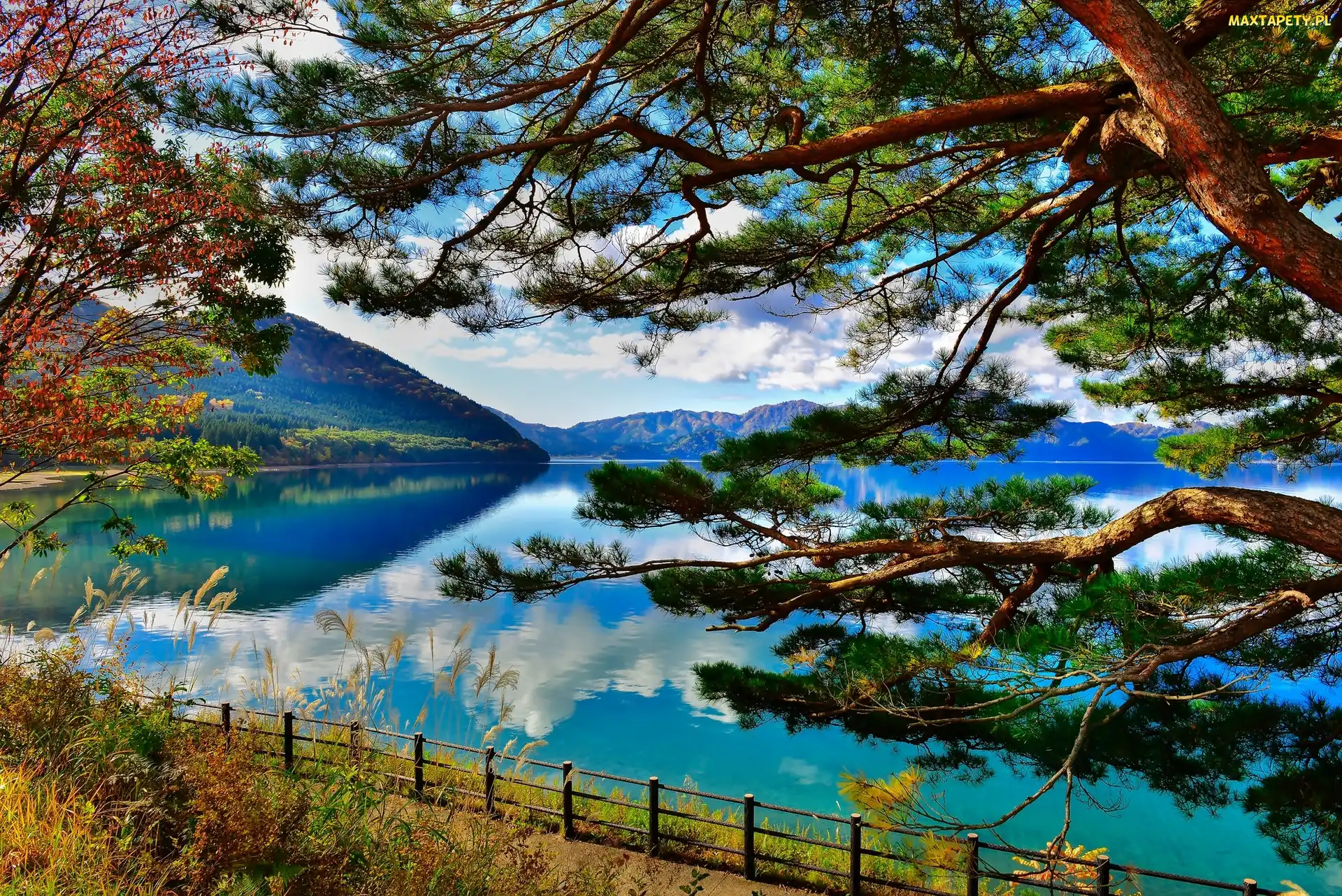 Japonia, Akita, Jezioro, Góry, Tazawa Lake, Drzewa