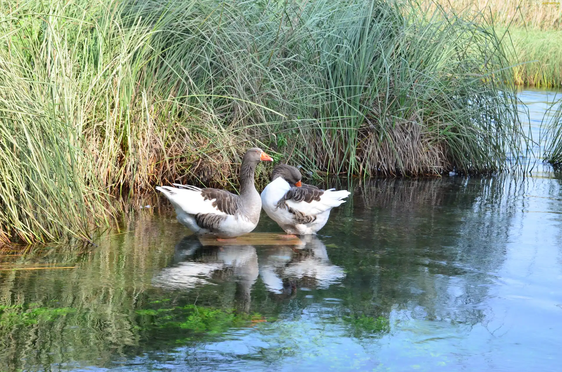 Dzikie, Trawa, Wysoka, Gęsi, Jezioro