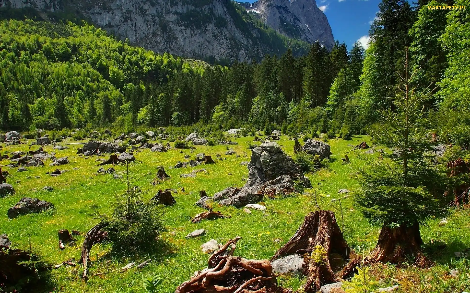 Drzewa, Pniaki, Góry, Las