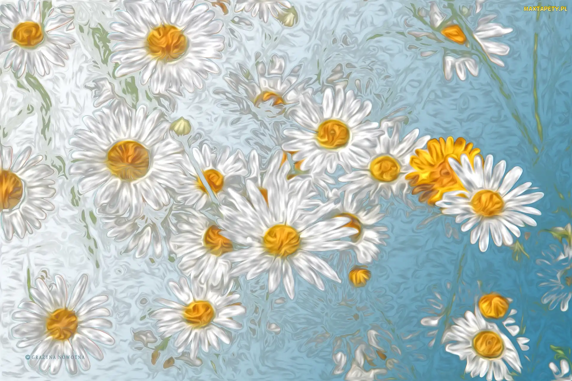 Kwiaty, Grafika, Margerytki