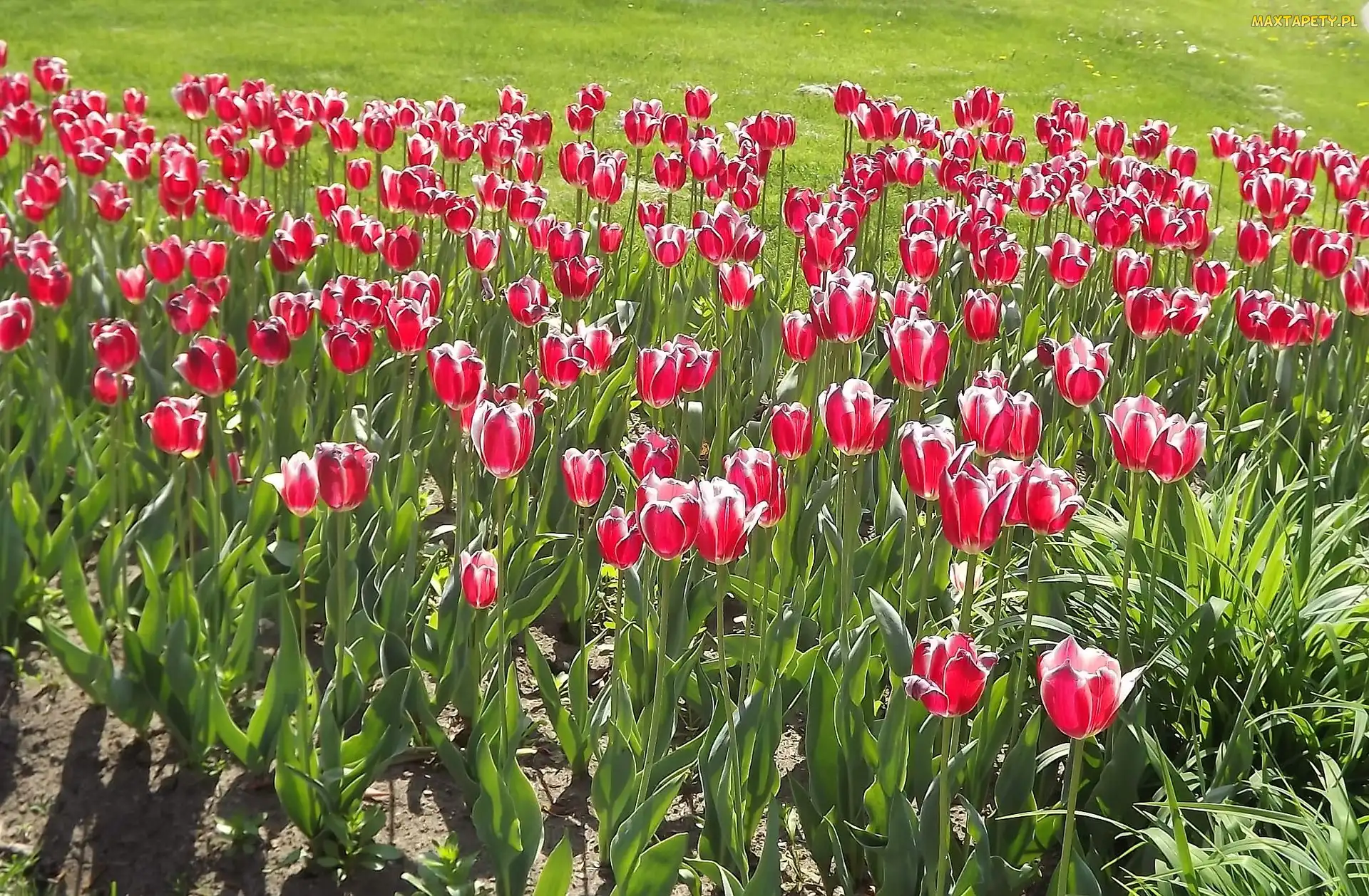 Kwiaty, Tulipany