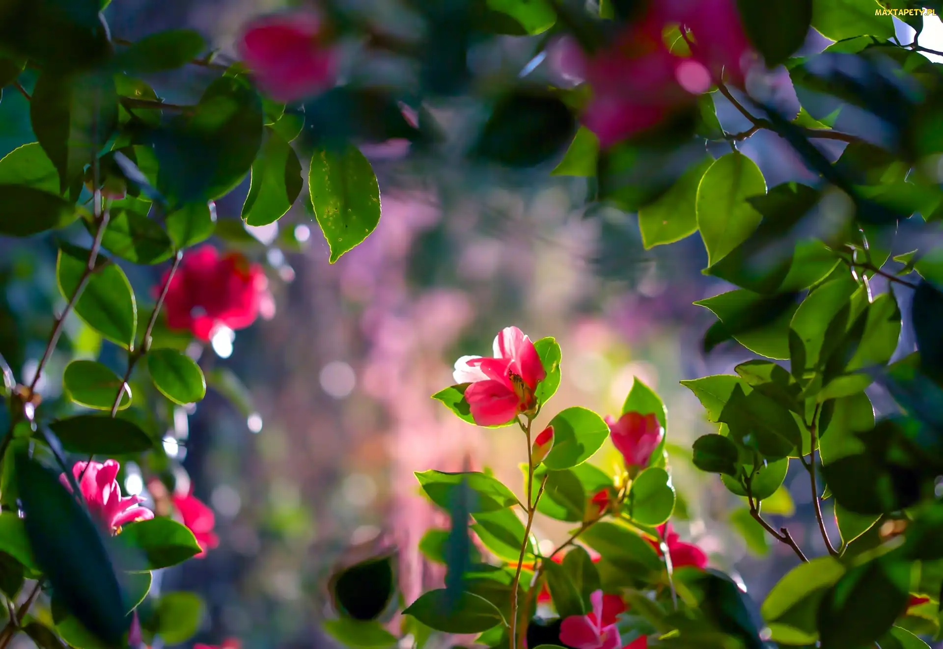 Kwiaty, Bokeh, Liście, Światło, Kamelia