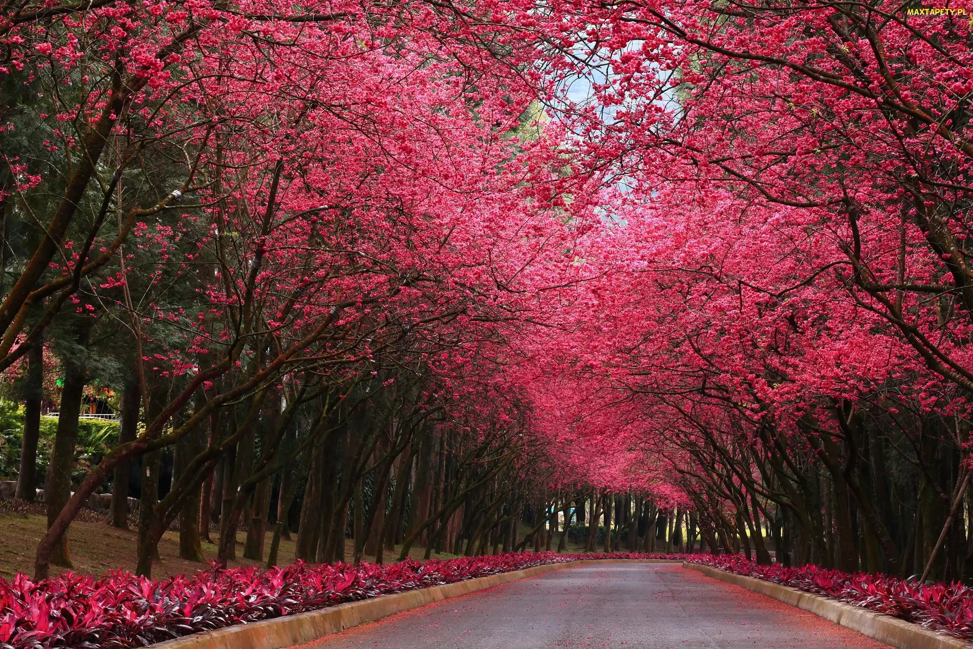 Park, Drzewa
