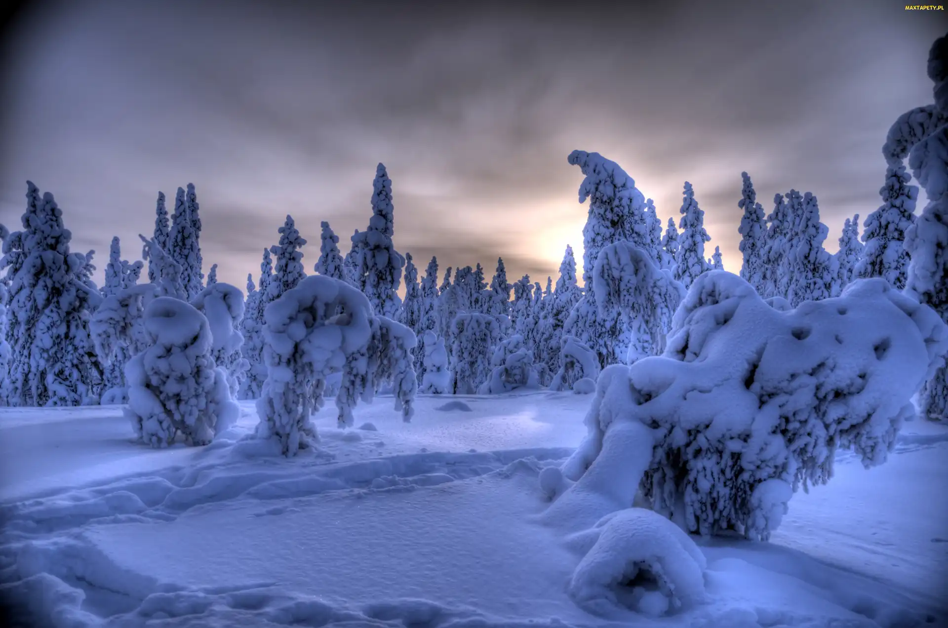 Zima, Finlandia, Las