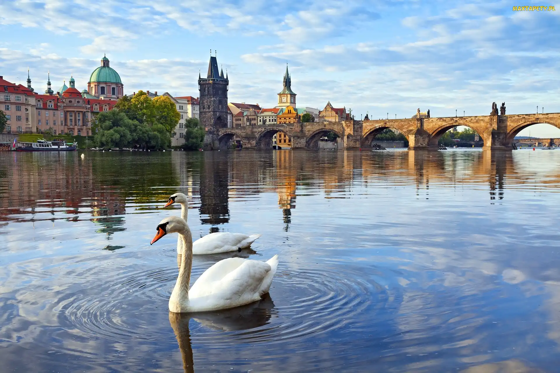 Praga, Łabędzie, Most, Rzeka, Czechy