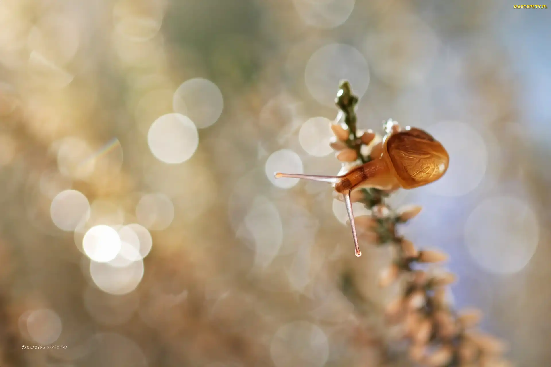 Wrzos, Bokeh, Ślimak