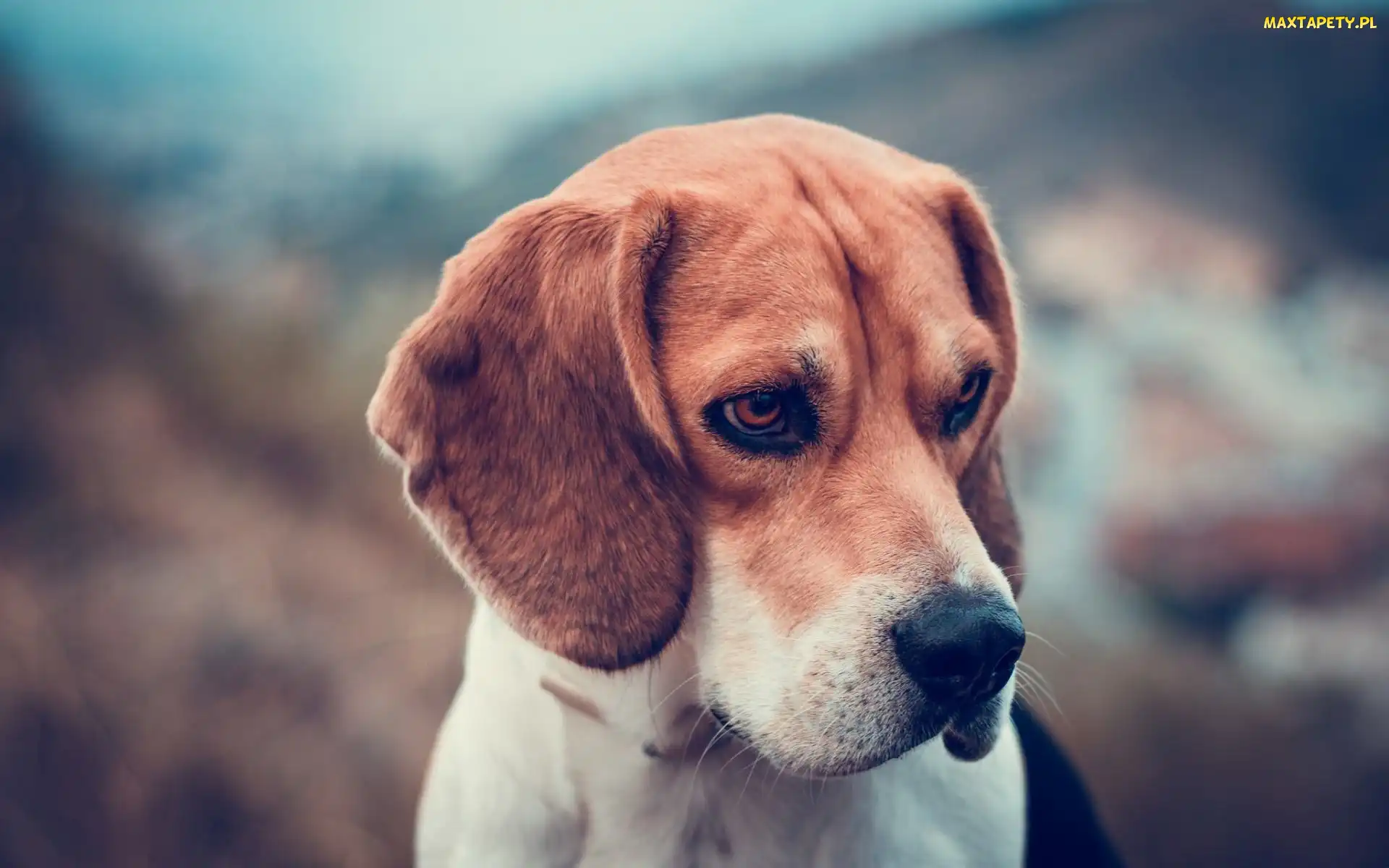 Beagle, Pies