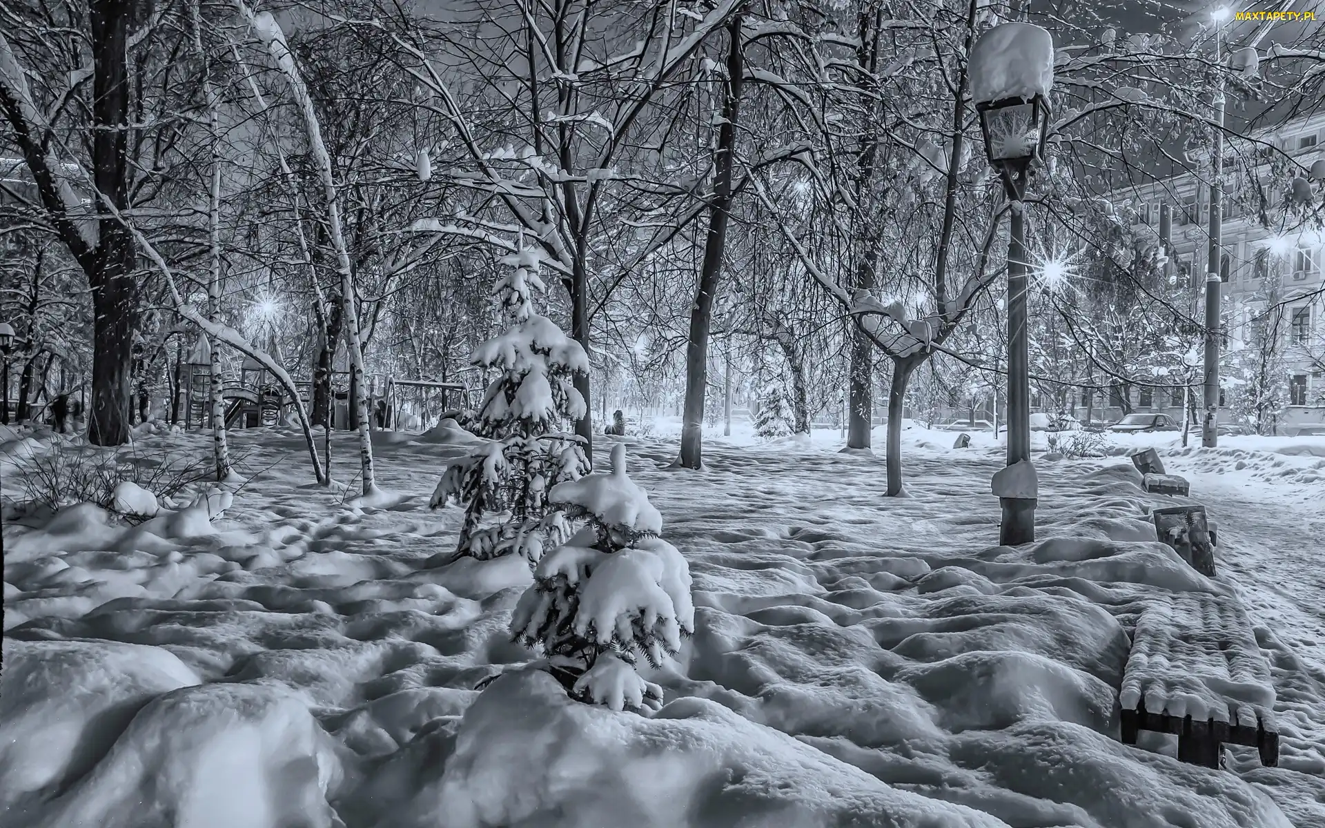 Śnieg, Białe, Czarno, Park, Zima