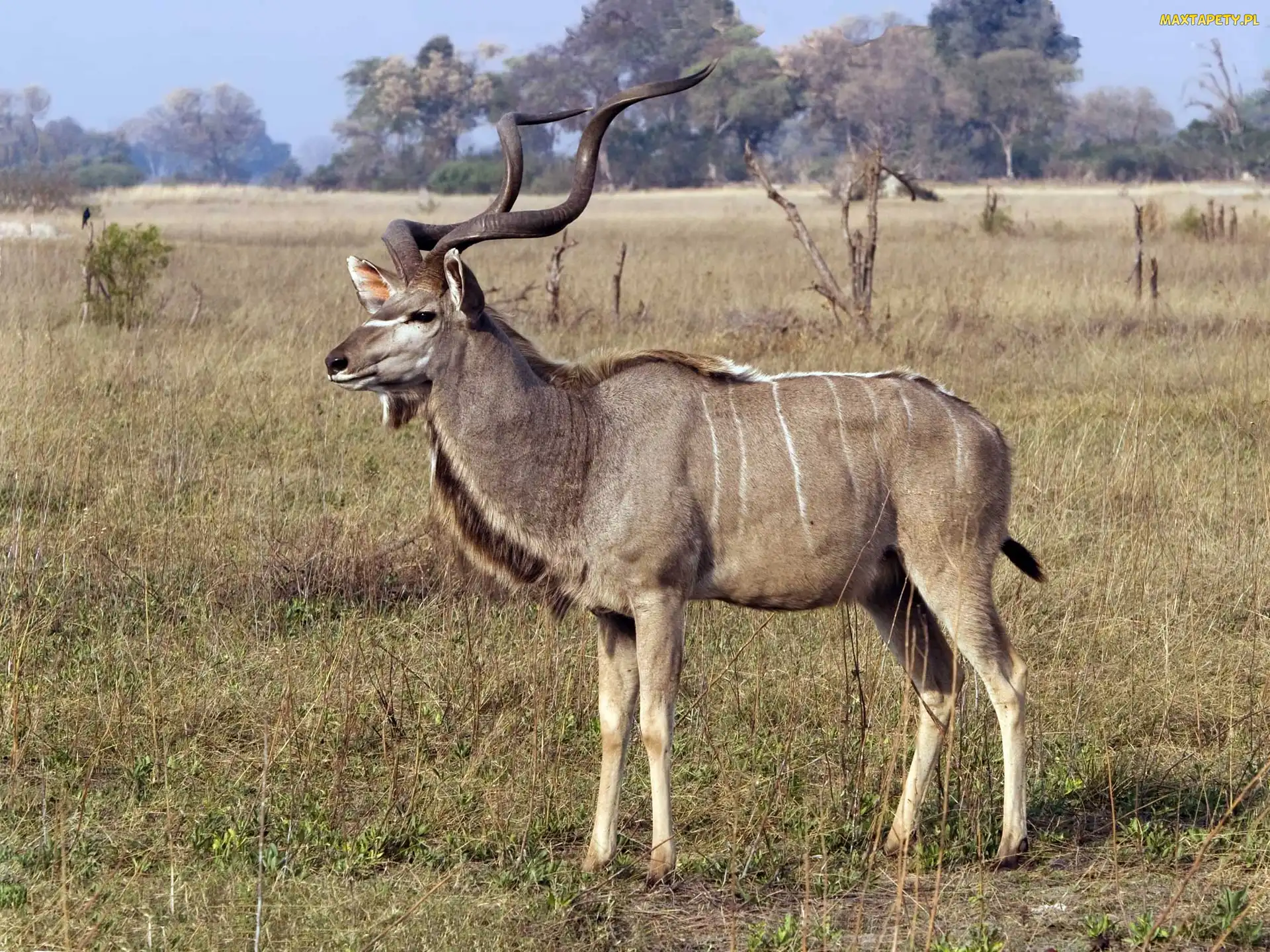 Antylopa, Sawanna, Rogi, Kudu