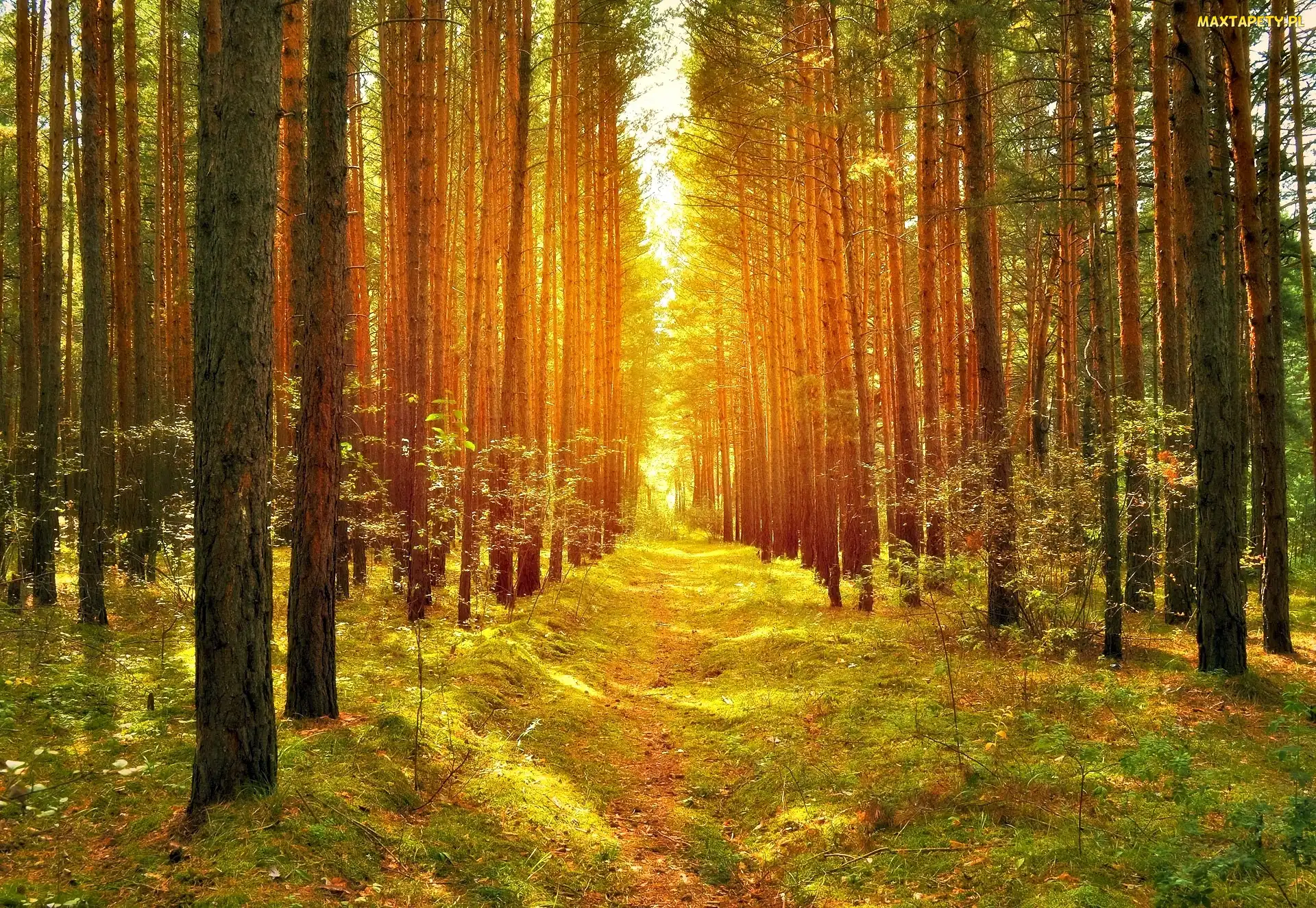 Ścieżka, Przebijające Światło, Las