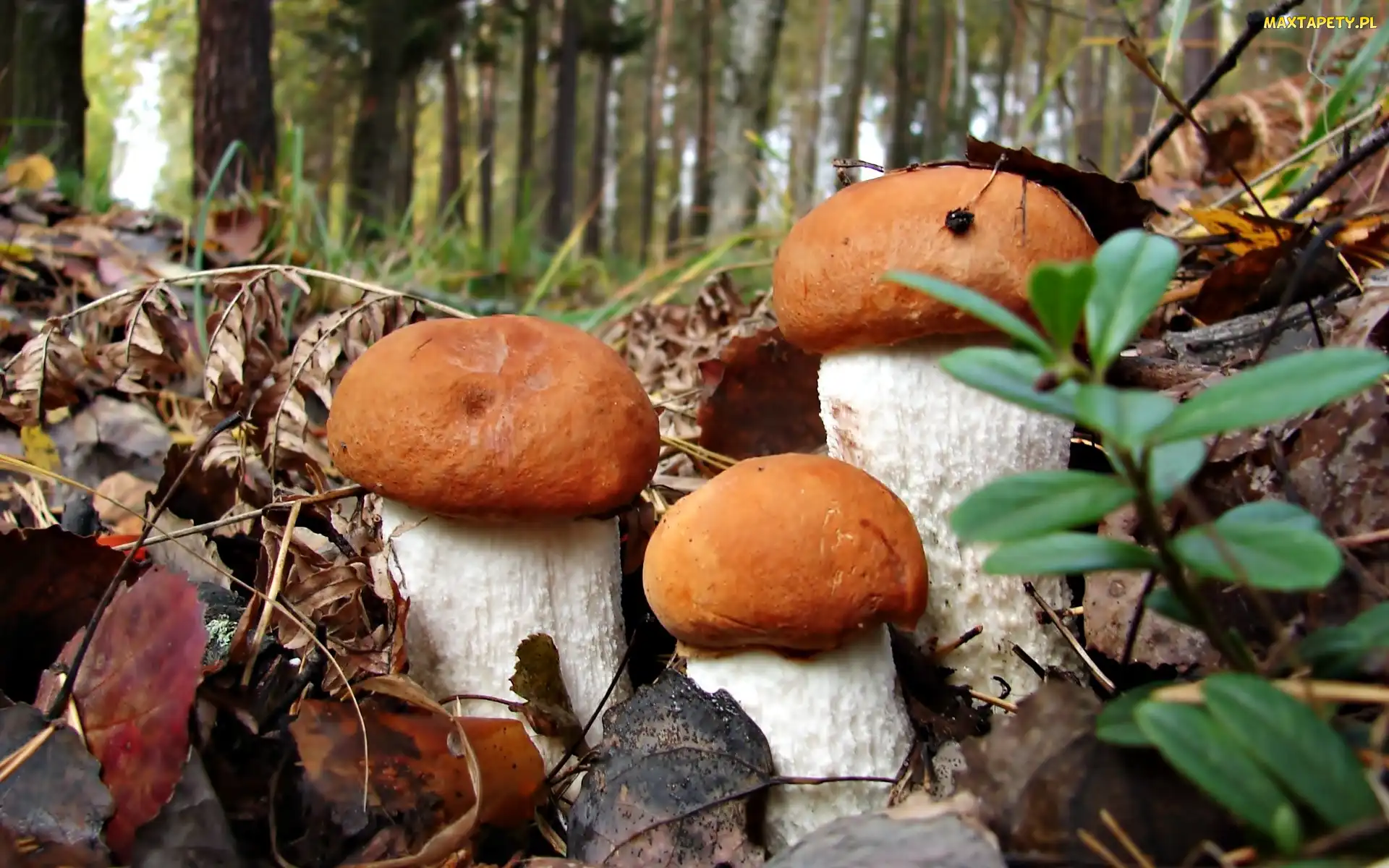 Ściółka Leśna, Las, Trzy, Grzyby