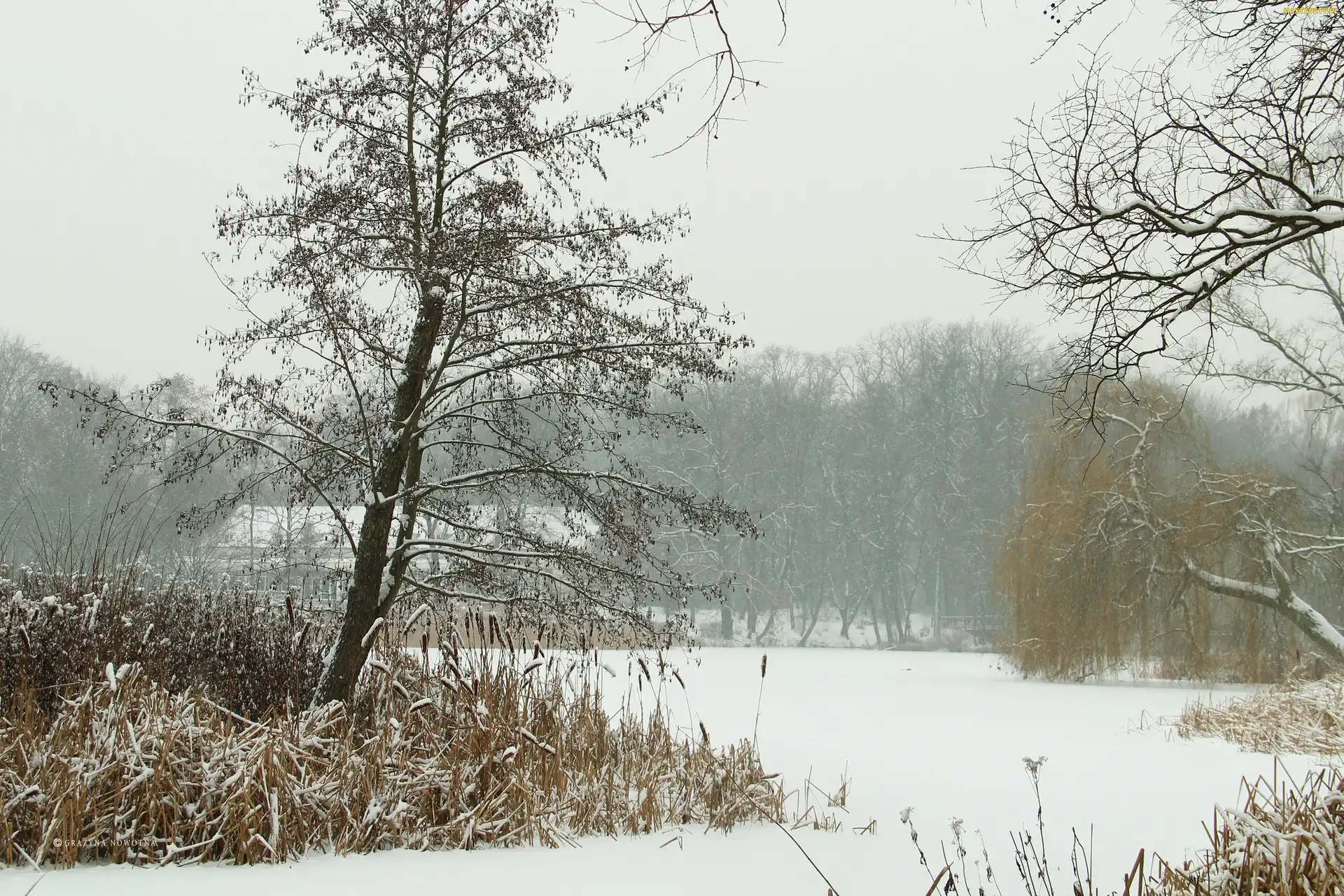 Trawy, Poznań, Park Sołacki, Drzewa, Zima