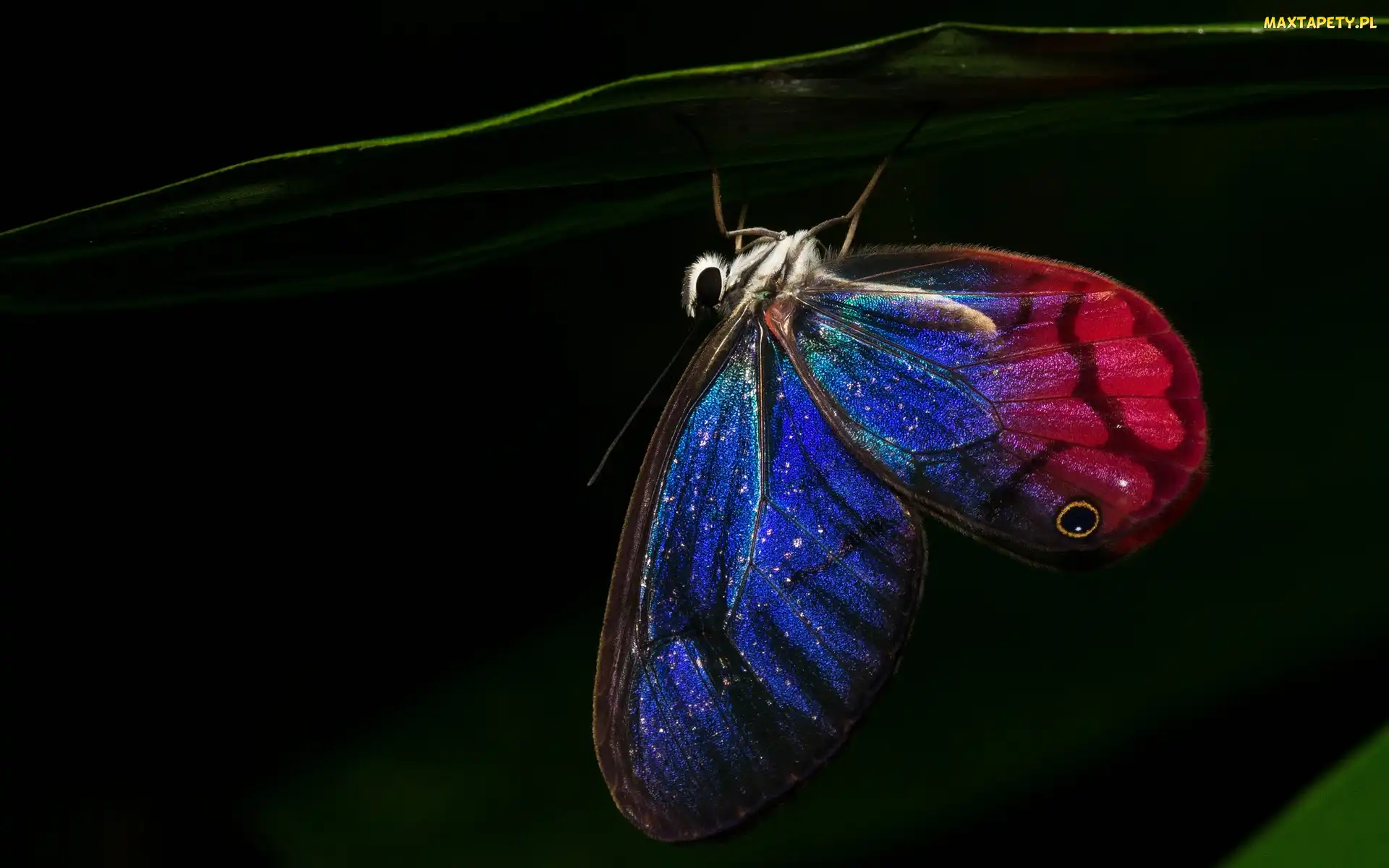 Motyl, Niebiesko Czerwony