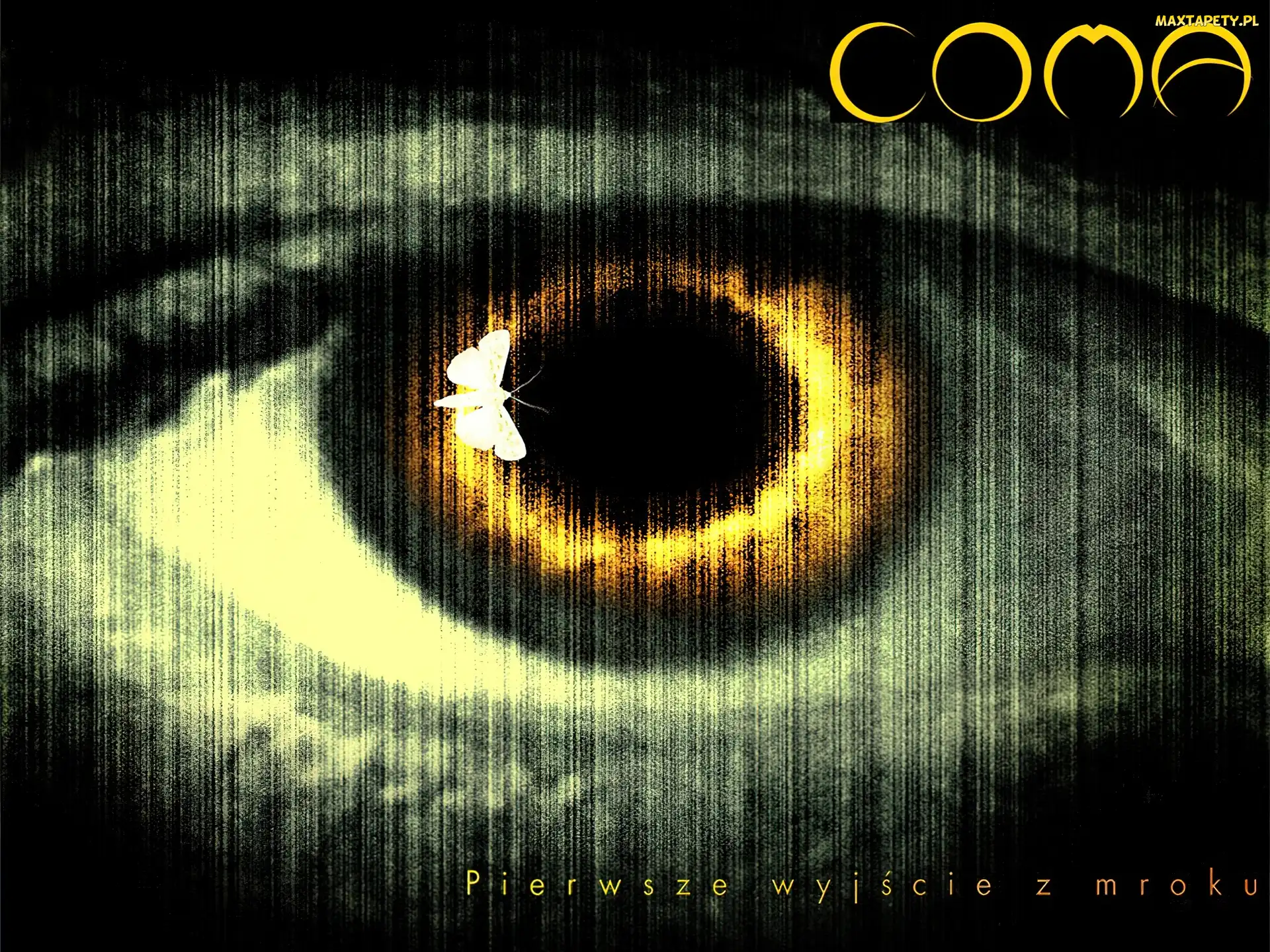 oko, motyl, Coma