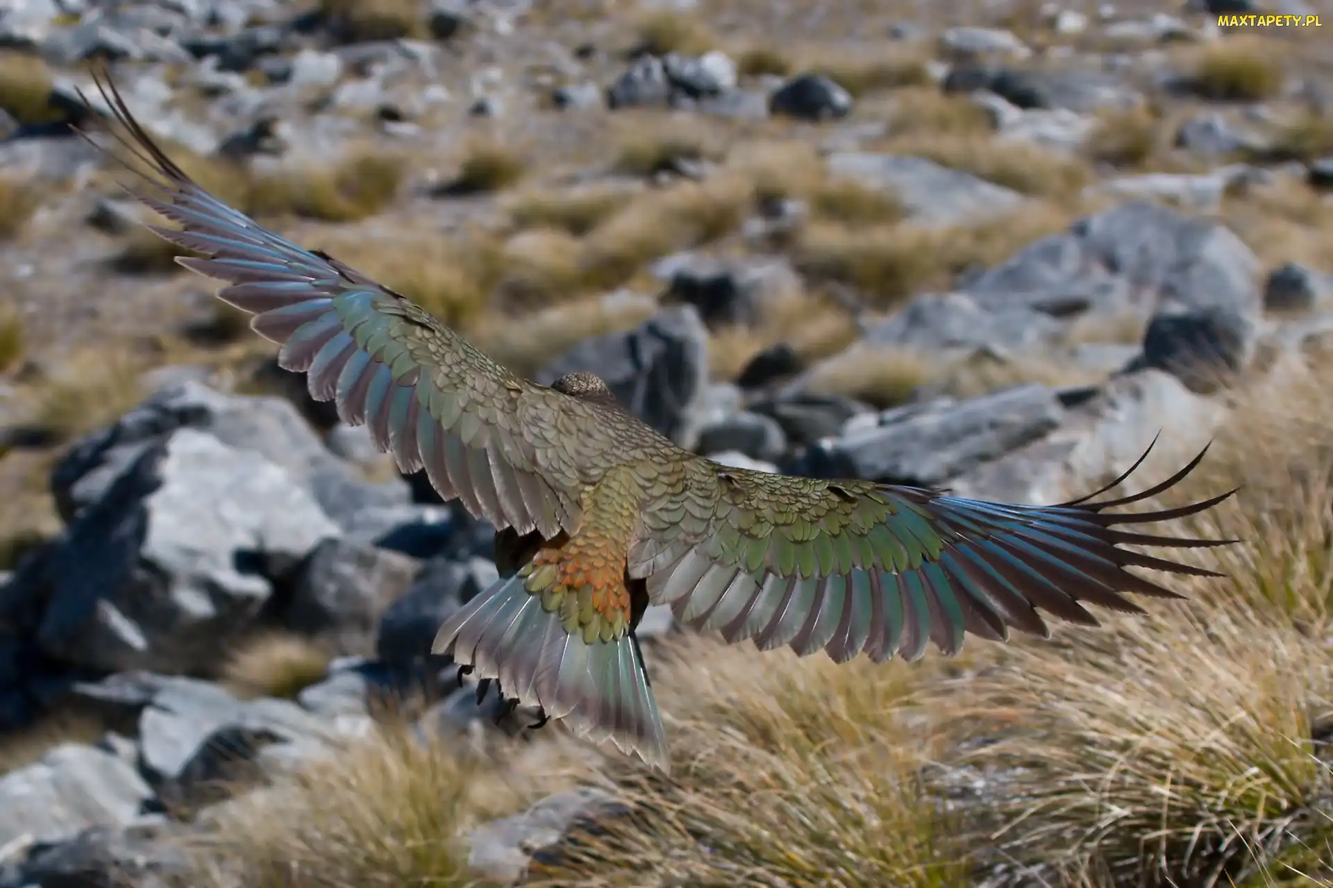 Kea, Lot, Papuga