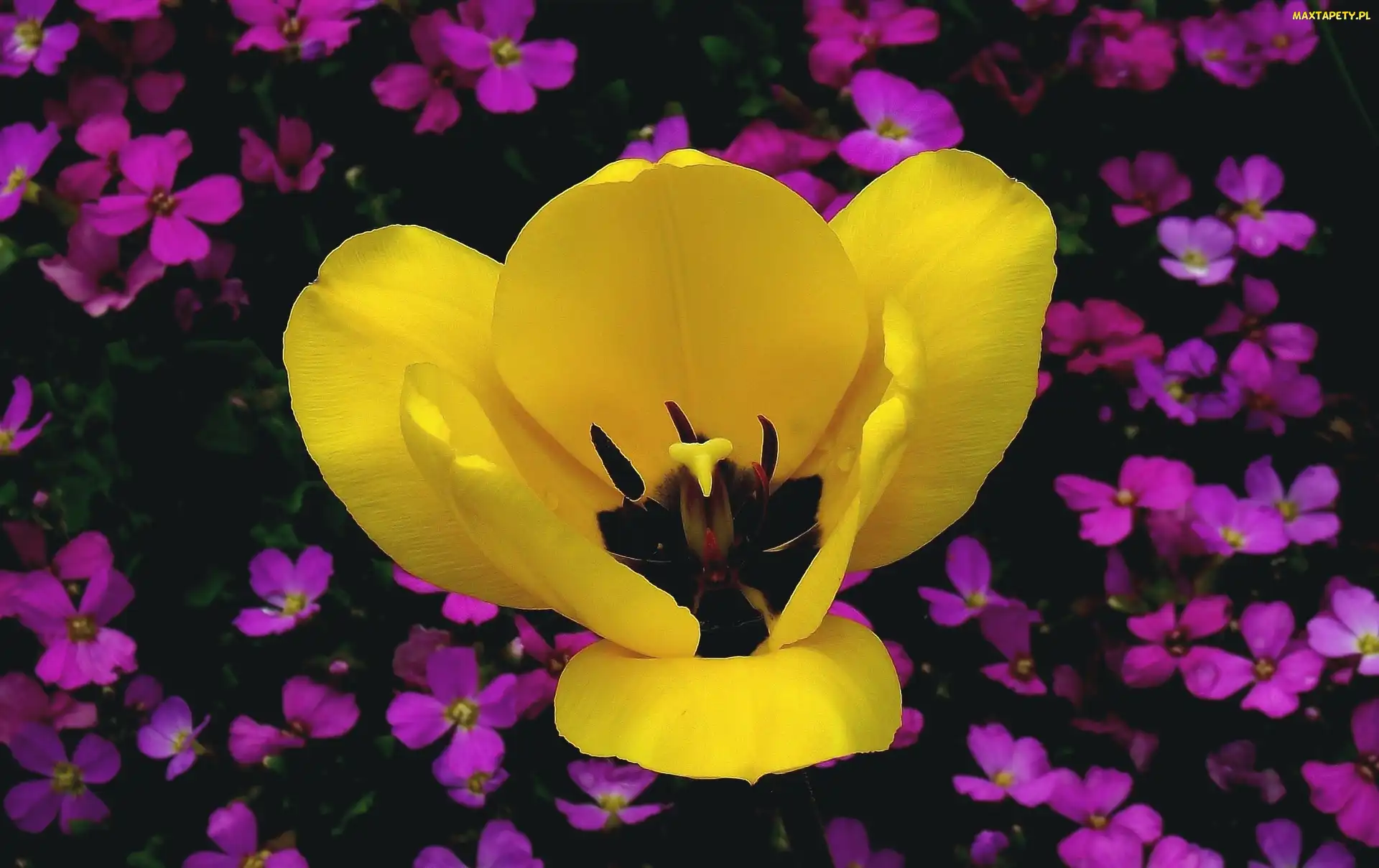 Żółty, Tulipan