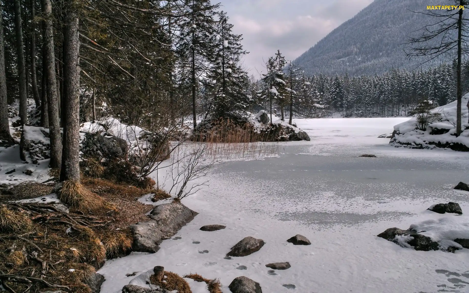 Śnieg, Góry, Las
