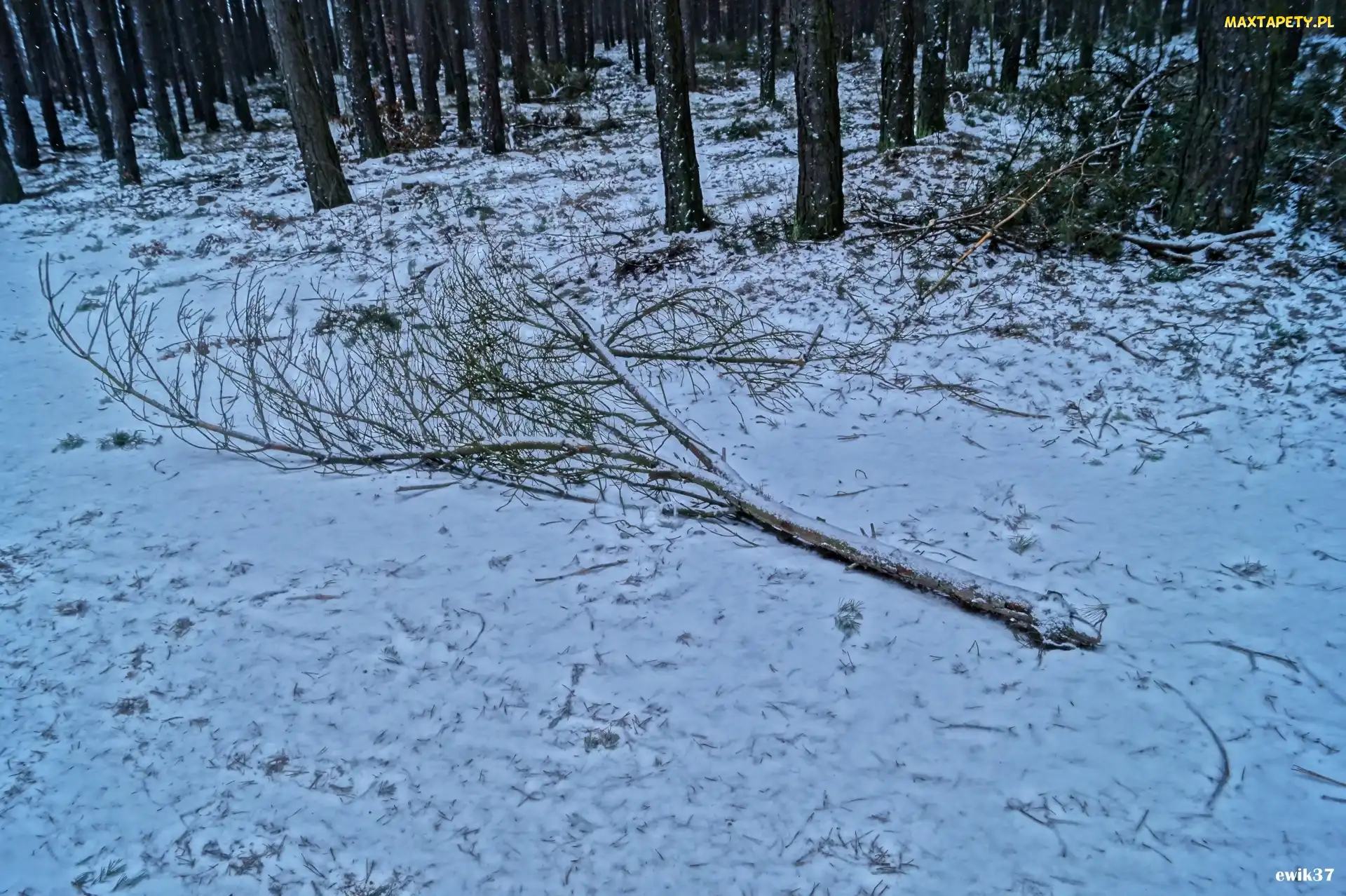 Gałąz, Droga, Zima, Drzewa