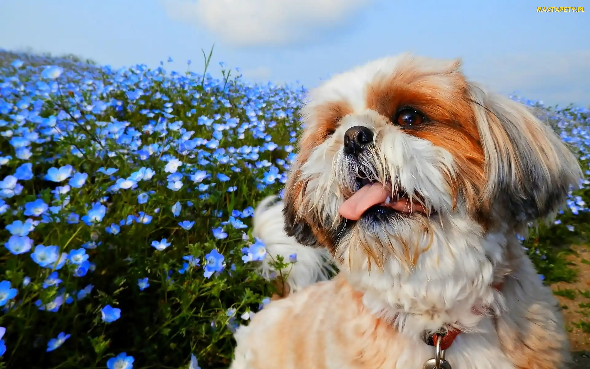 Kwiaty, Niebieskie, Pies, Shih Tzu