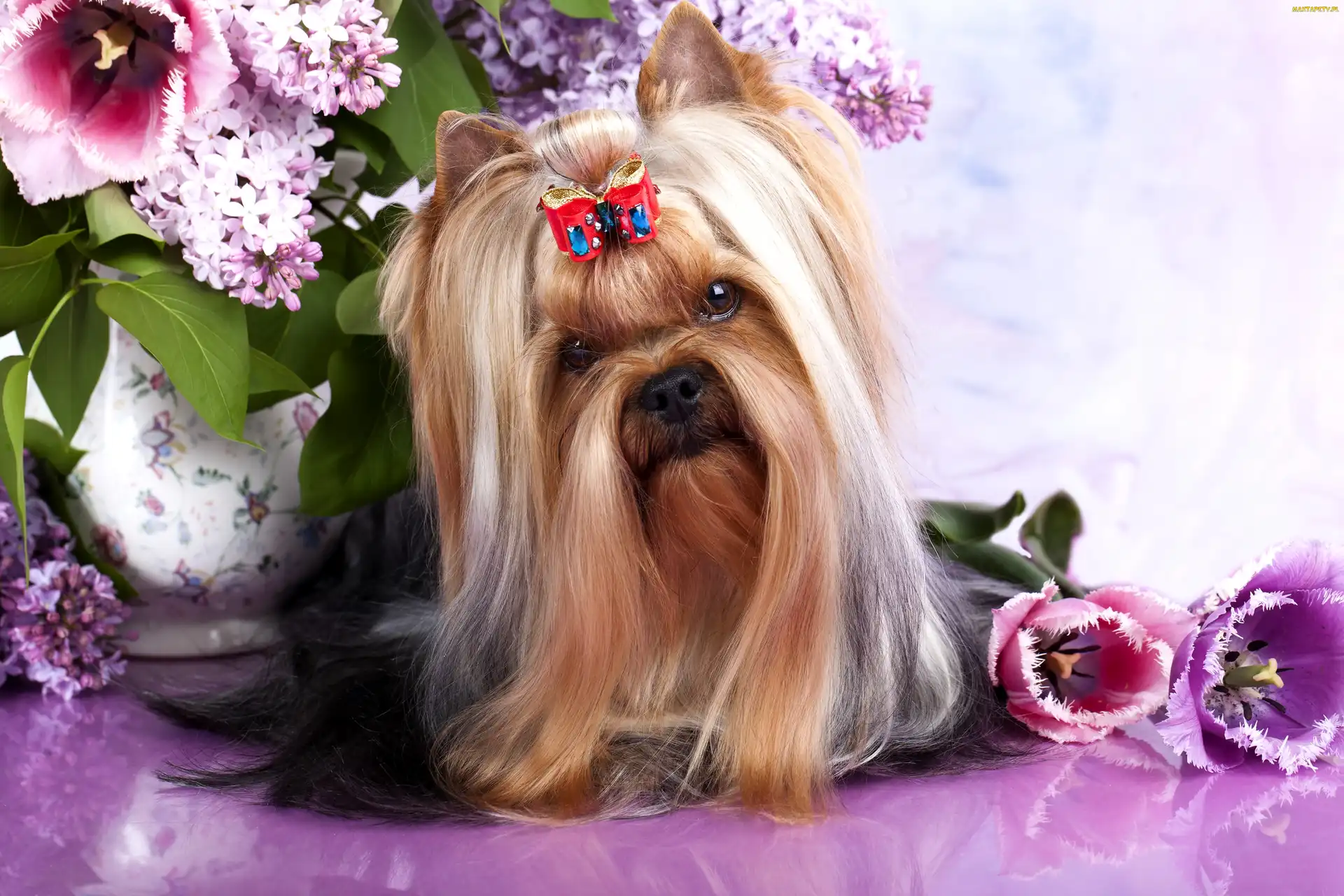 Australian Silky Terrier, Kwiaty, Wazon, Kokardka