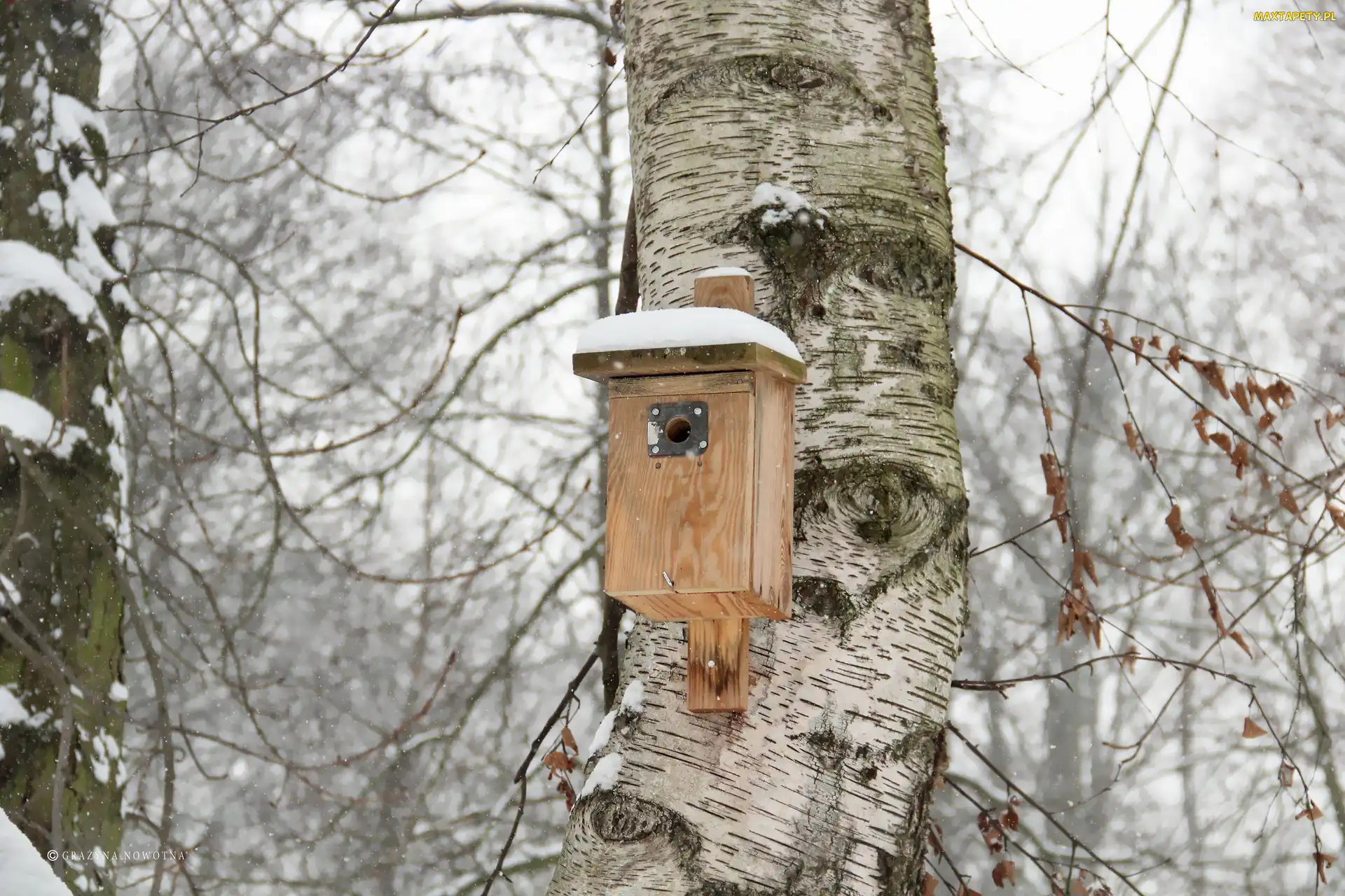 Karmnik, Zima, Brzoza
