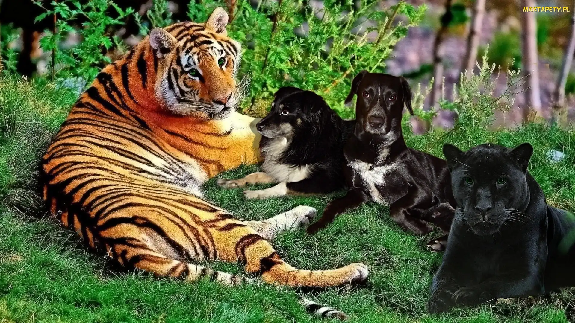 Pantera, Tygrys, Psy