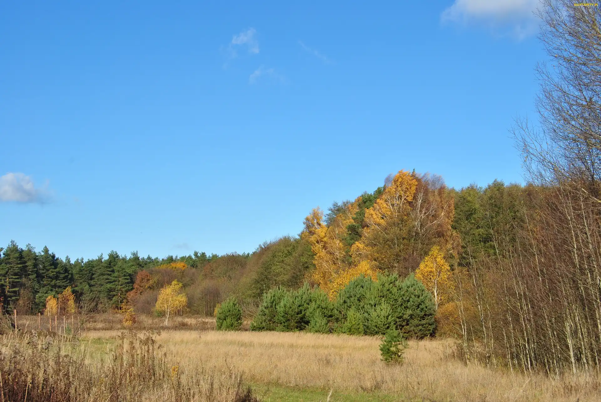 Łąka, Niebo, Jesień, Drzewa