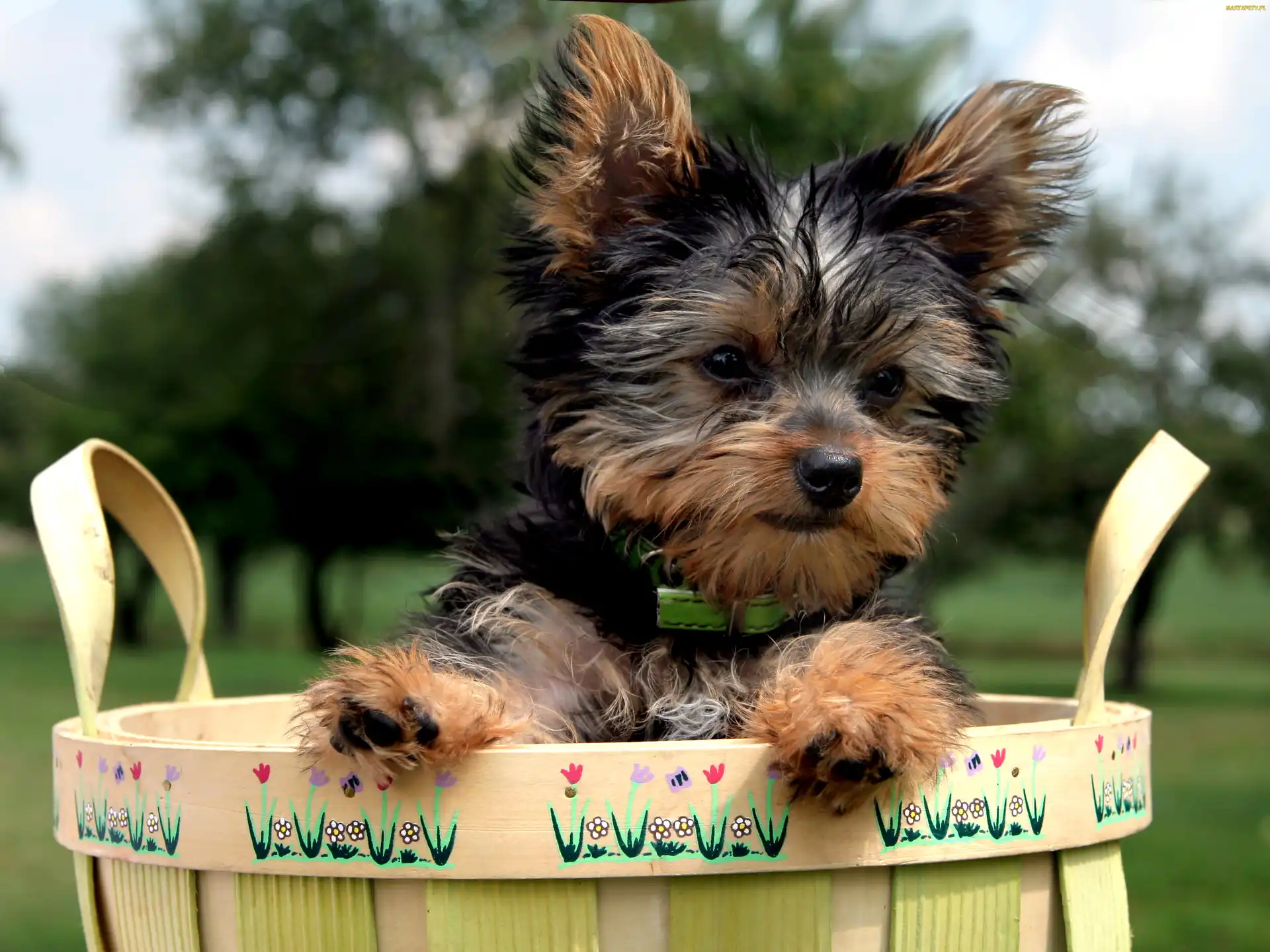Koszyk, Yorkshire Terrier