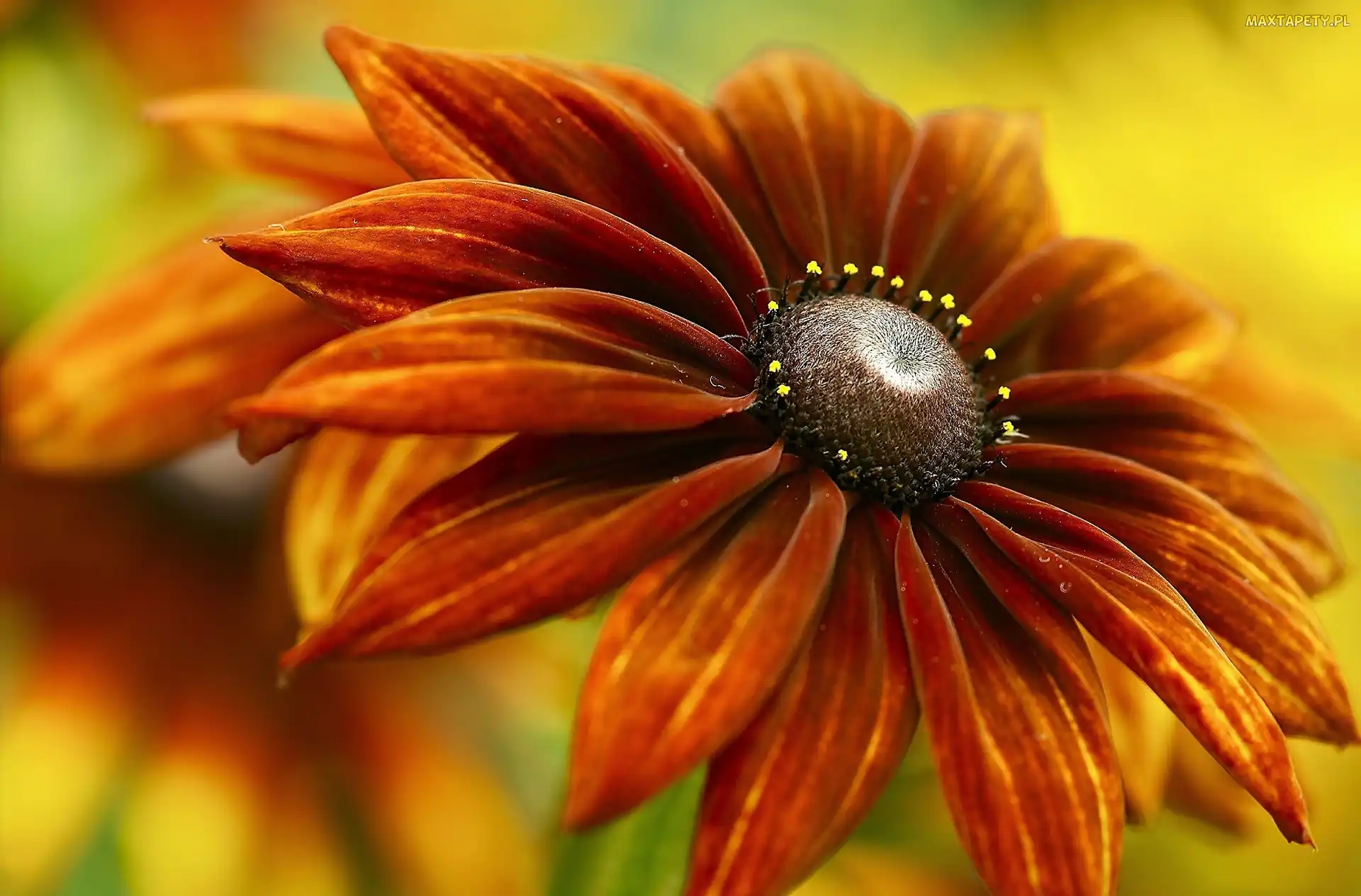 Rudbekia, Kwiat