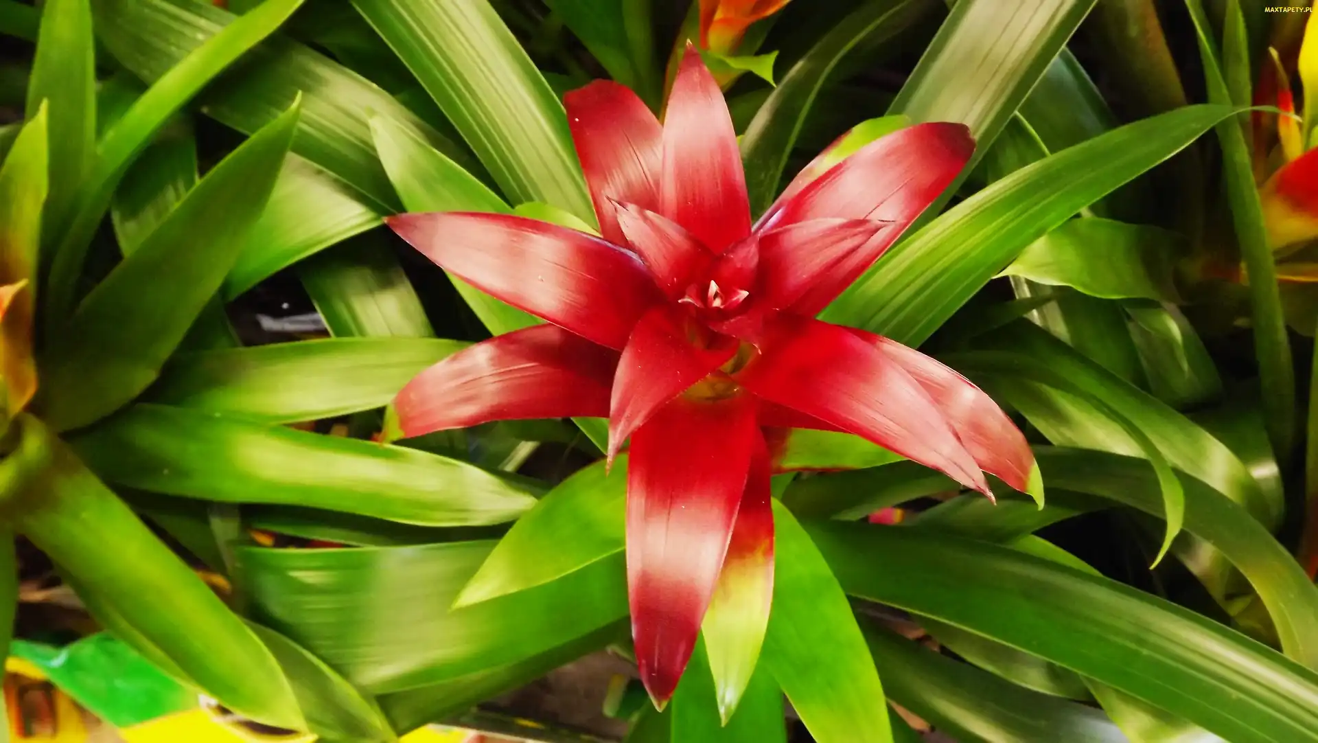 Guzmania, Kwiat
