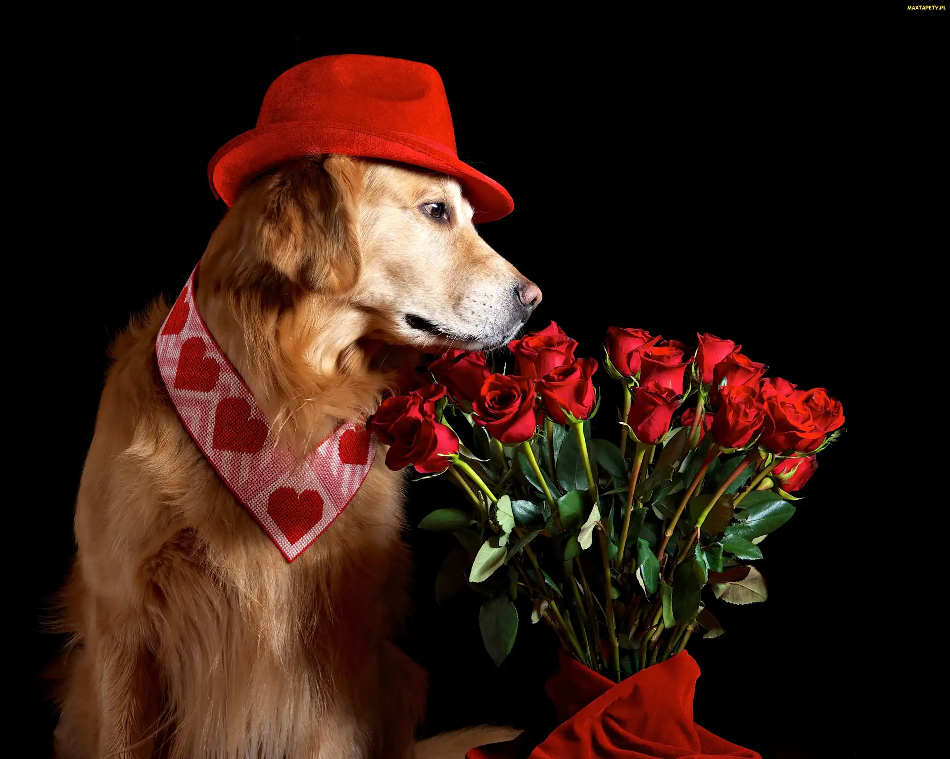 Pies, Róże, Kapelusz, Bukiet, Golden retriever
