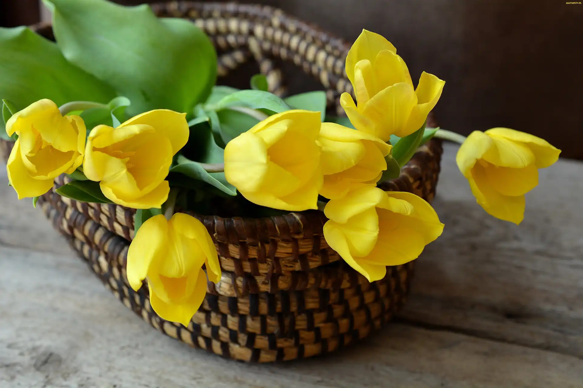 Żółte, Koszyczek, Tulipany