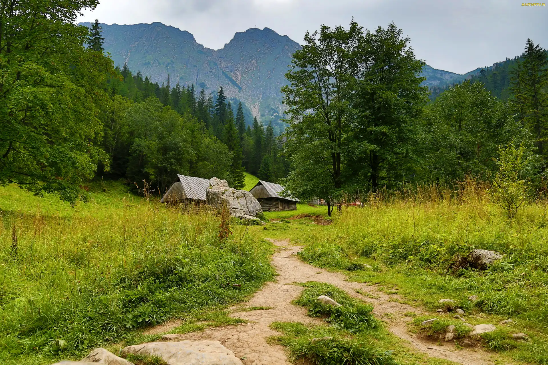 Zakopane, Polska, Ścieżka, Góry, Tatry