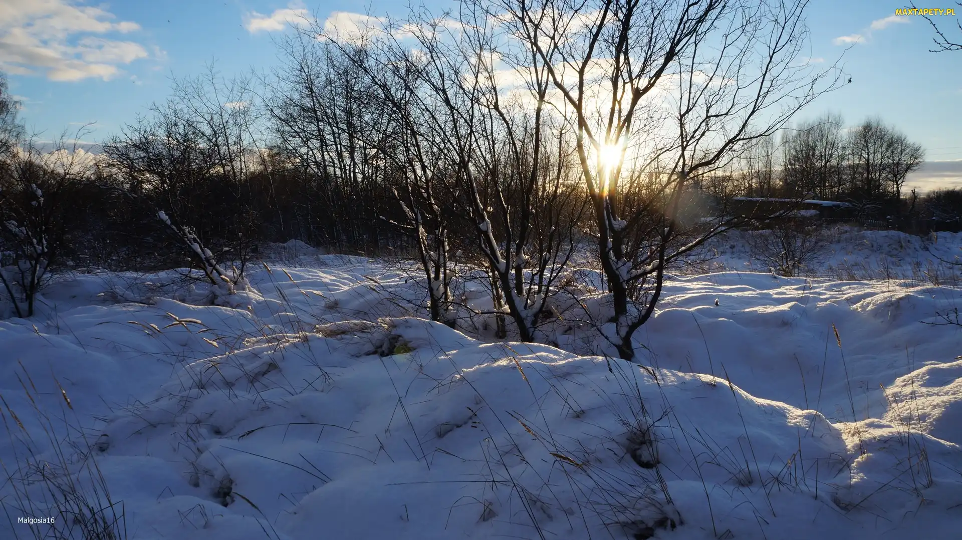 Śnieg, Drzewa, Zima