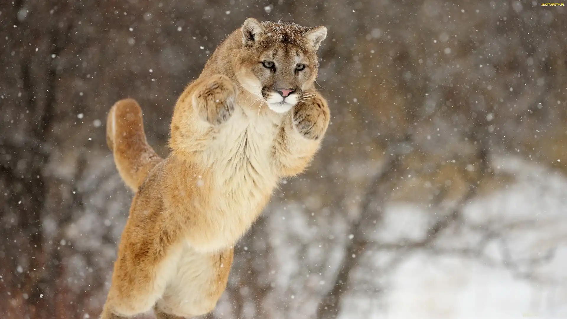 Zimą, Łapy, Skok, Śnieg, Puma